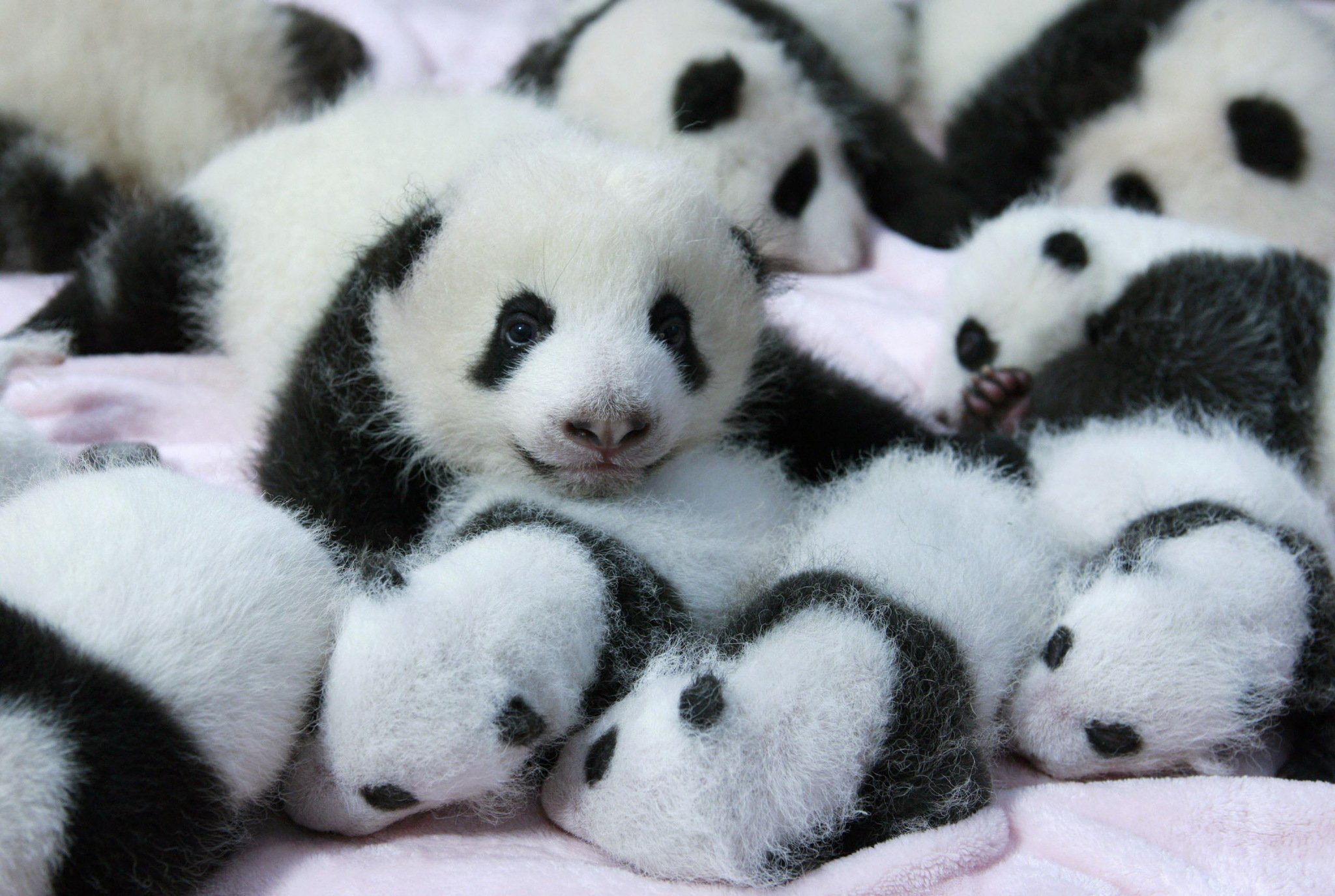 2048x1375 panda, Pandas, Baer, Bears, Baby, Cute, 30 Wallpapers HD / Desktop and Mobile Backgrounds