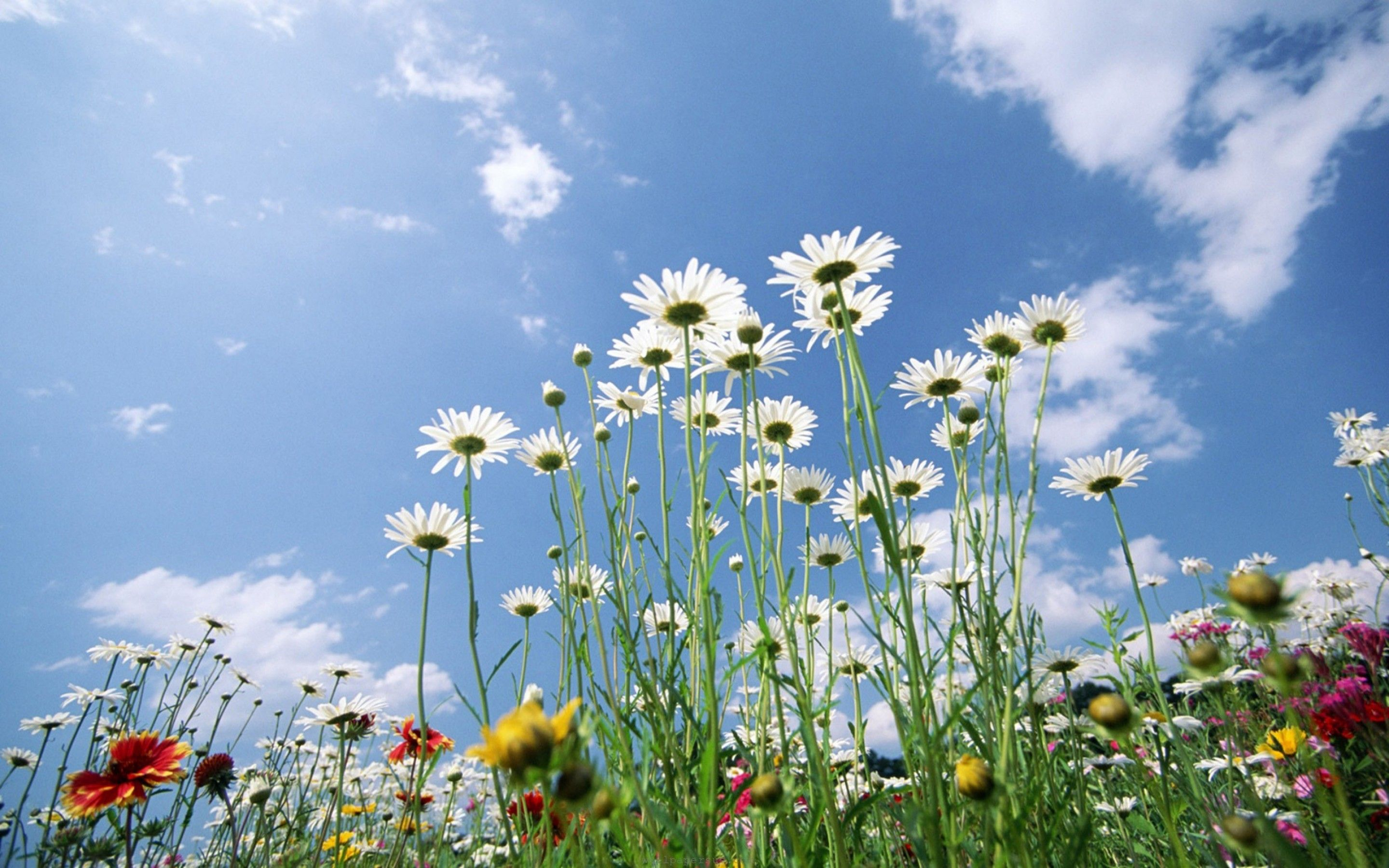 2880x1800 Spring Daisy Wallpapers