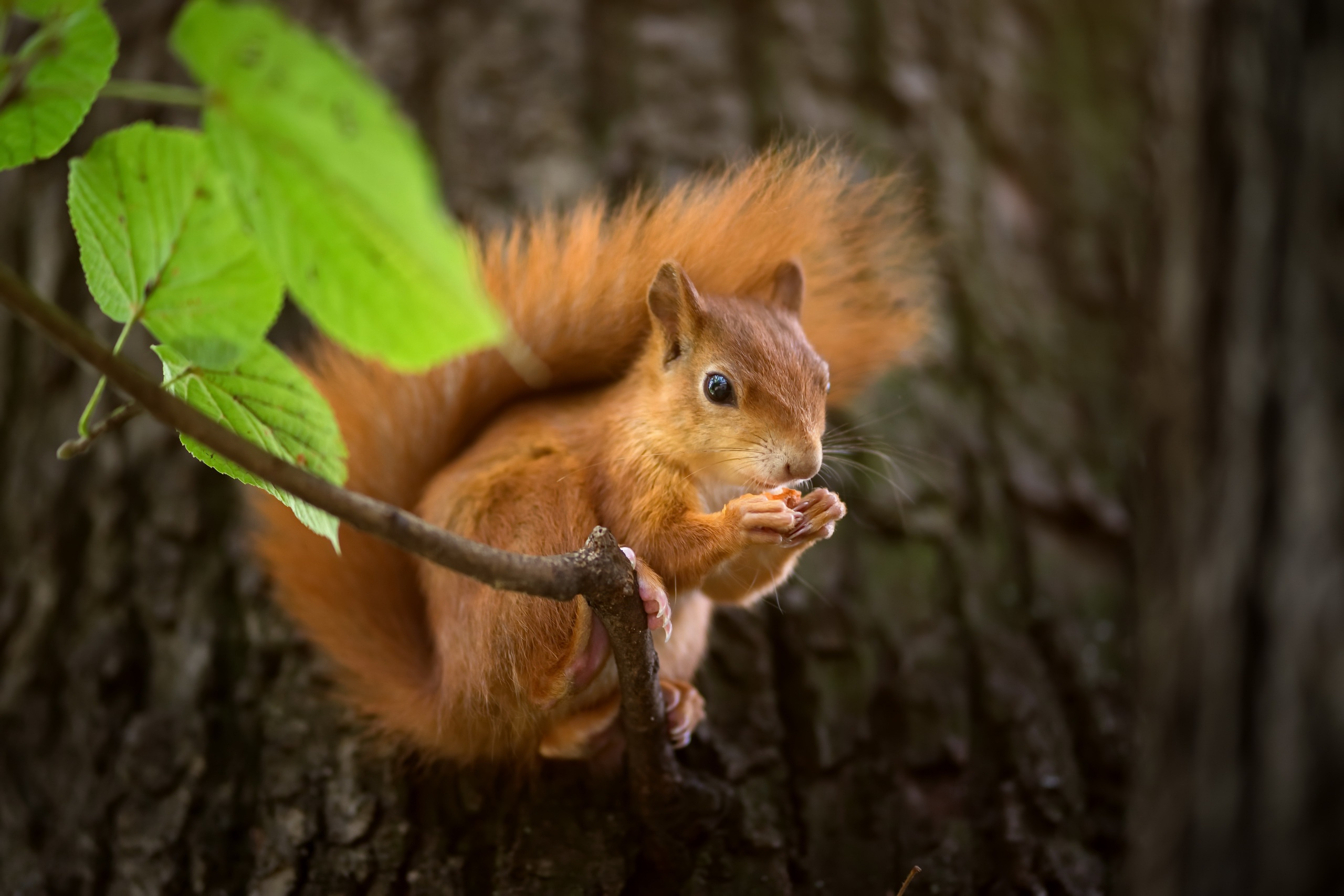 2560x1707 Cute Squirrel, HD Animals, 4k Wallpapers, Images, Backgrounds, Photos and Pictures