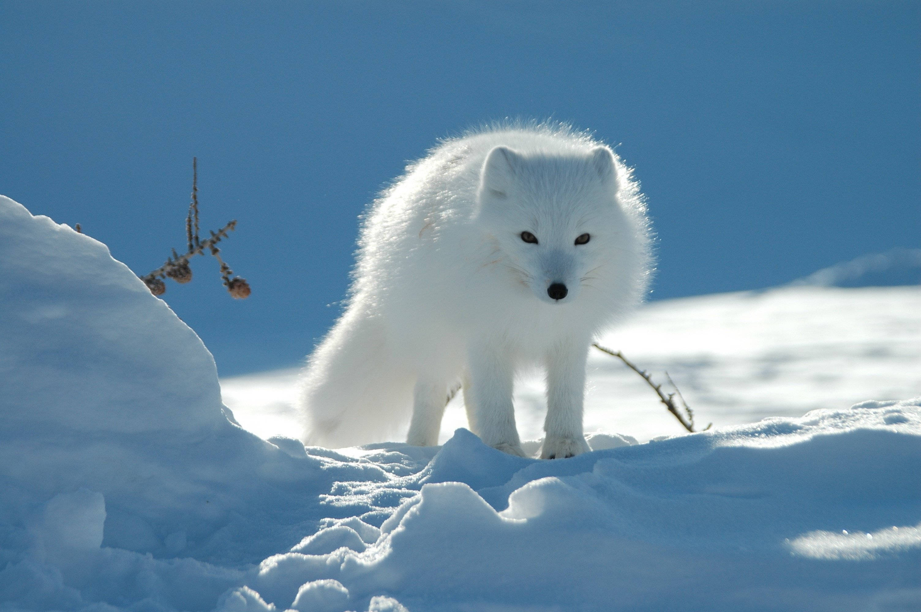3008x2000 Download Pure White Arctic Fox Wallpaper
