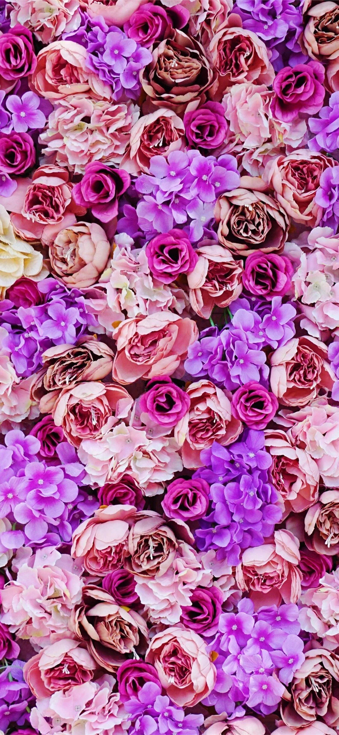 1125x2436 Purple and Pink Roses Wallpapers Top Free Purple and Pink Roses Backgrounds