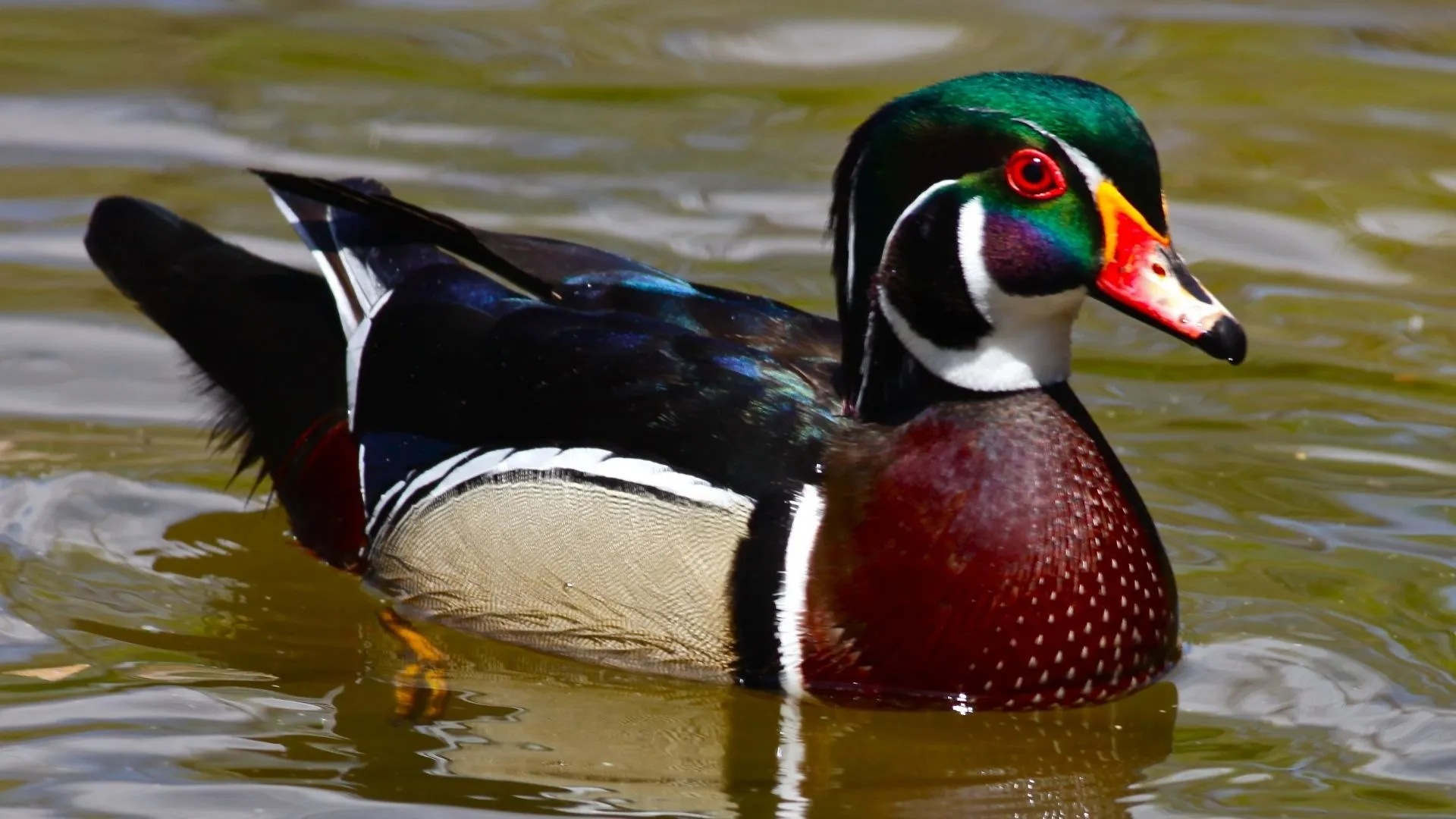 1920x1080 Awasome Images Of A Wood Duck References PeepsBurgh
