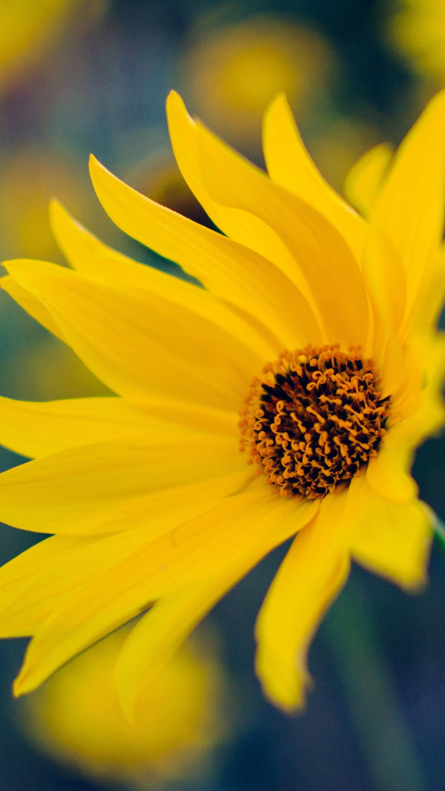 1440x2560 Yellow Aesthetic Flowers Wallpapers
