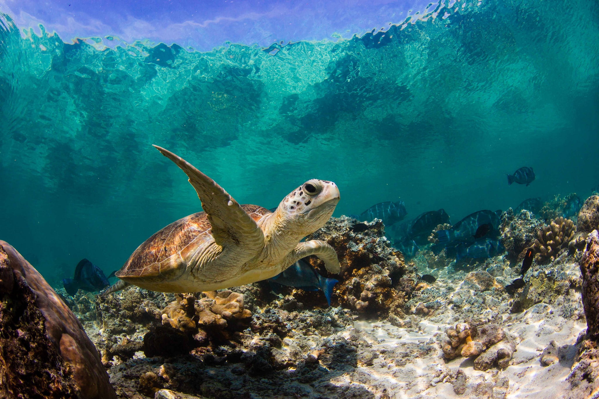 2048x1365 Sea turtle underwater photography HD wallpaper