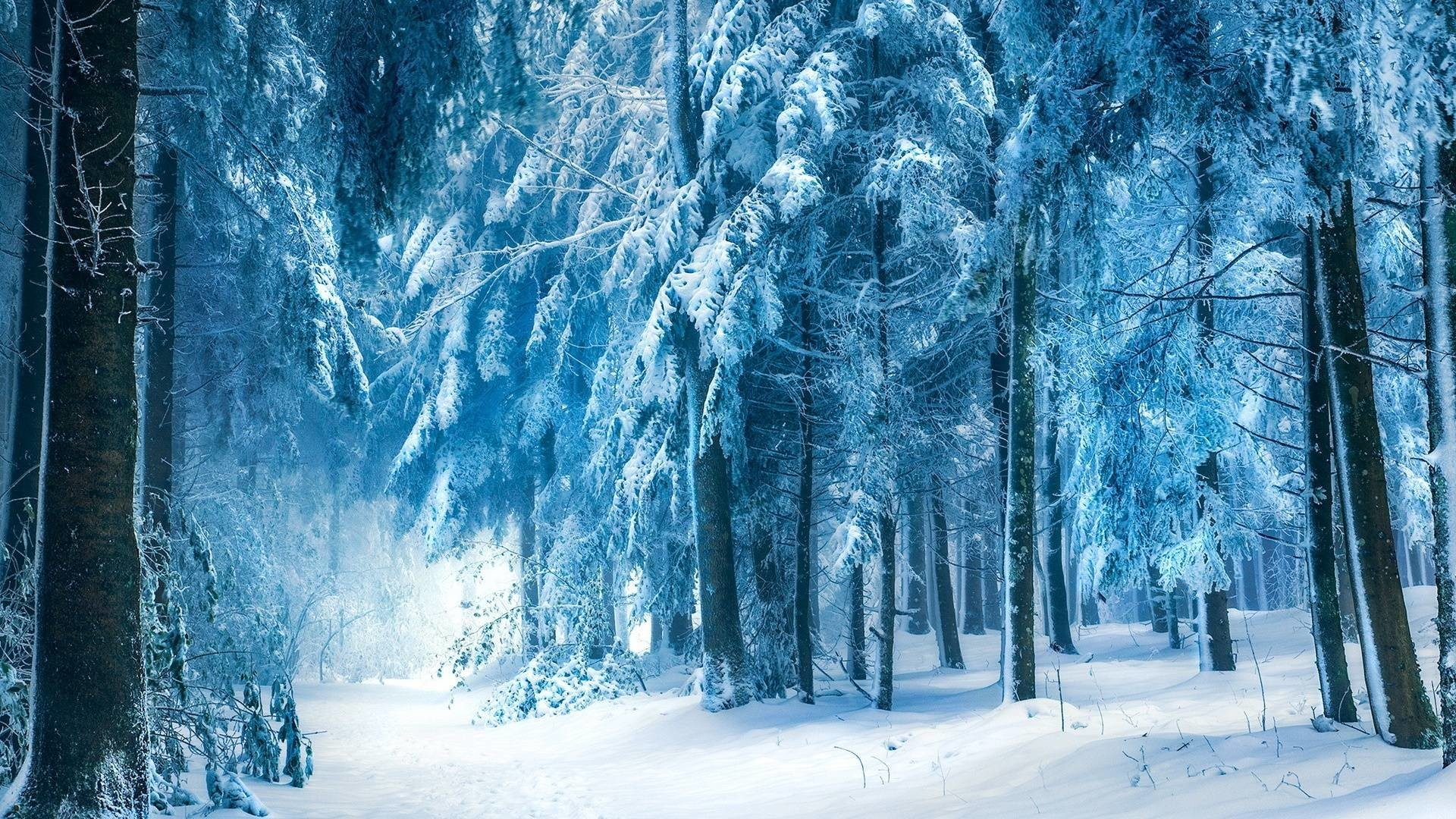 1920x1080 Snowy Forest Wallpaper (70+ pictures