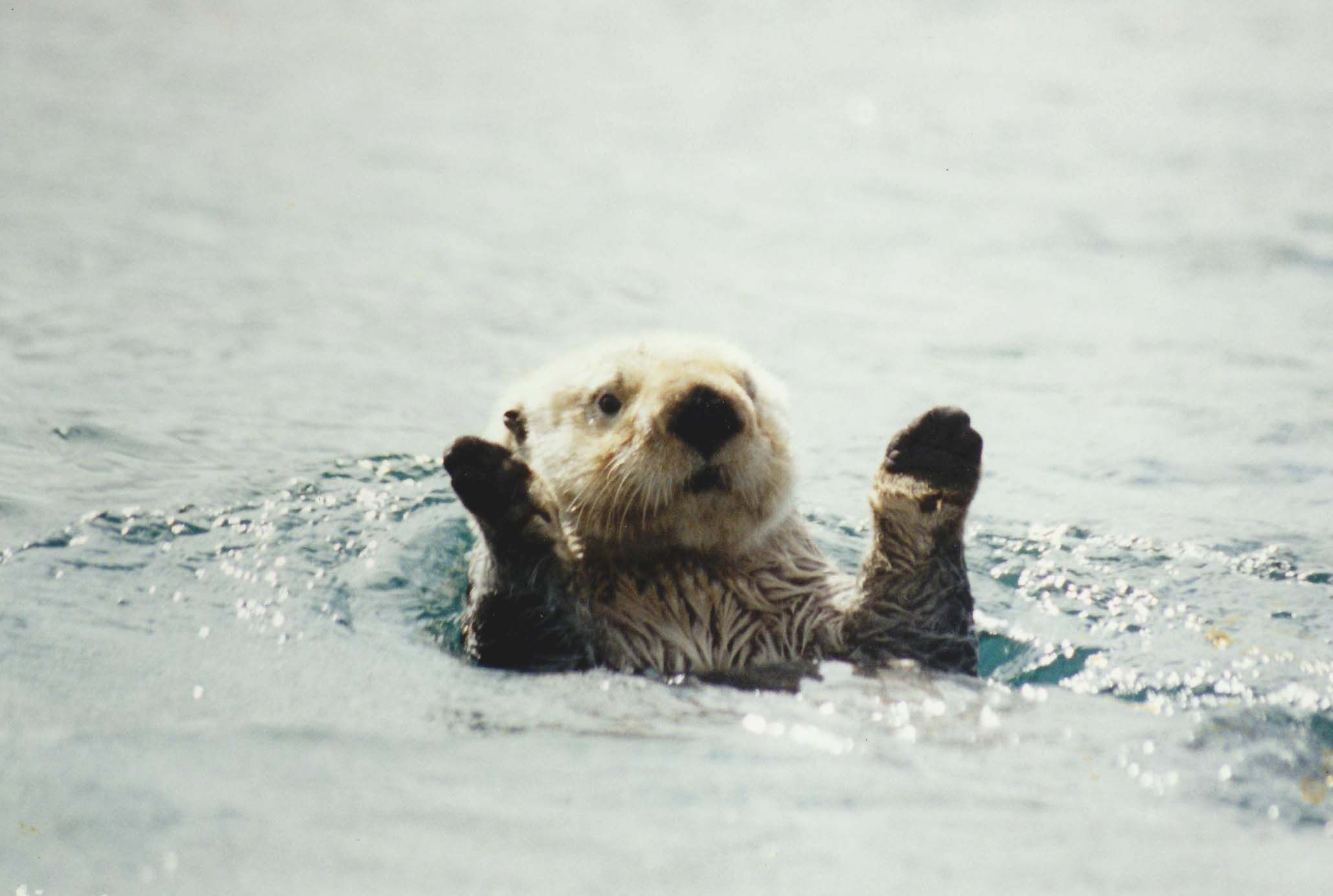 2059x1384 Sea Otter