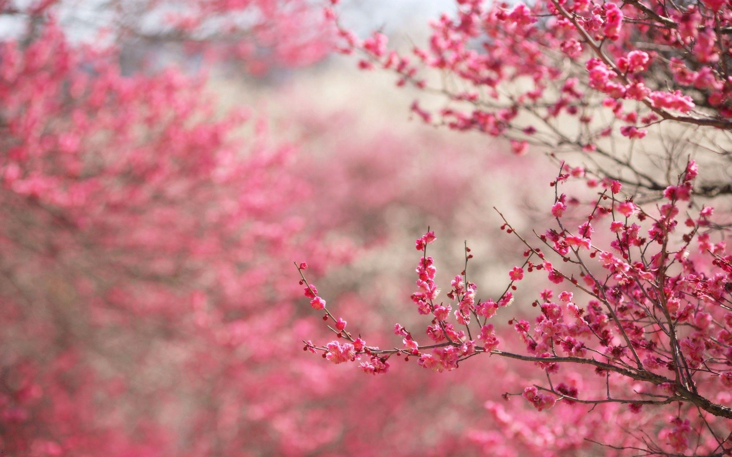 2560x1600 Pink Tree Wallpapers
