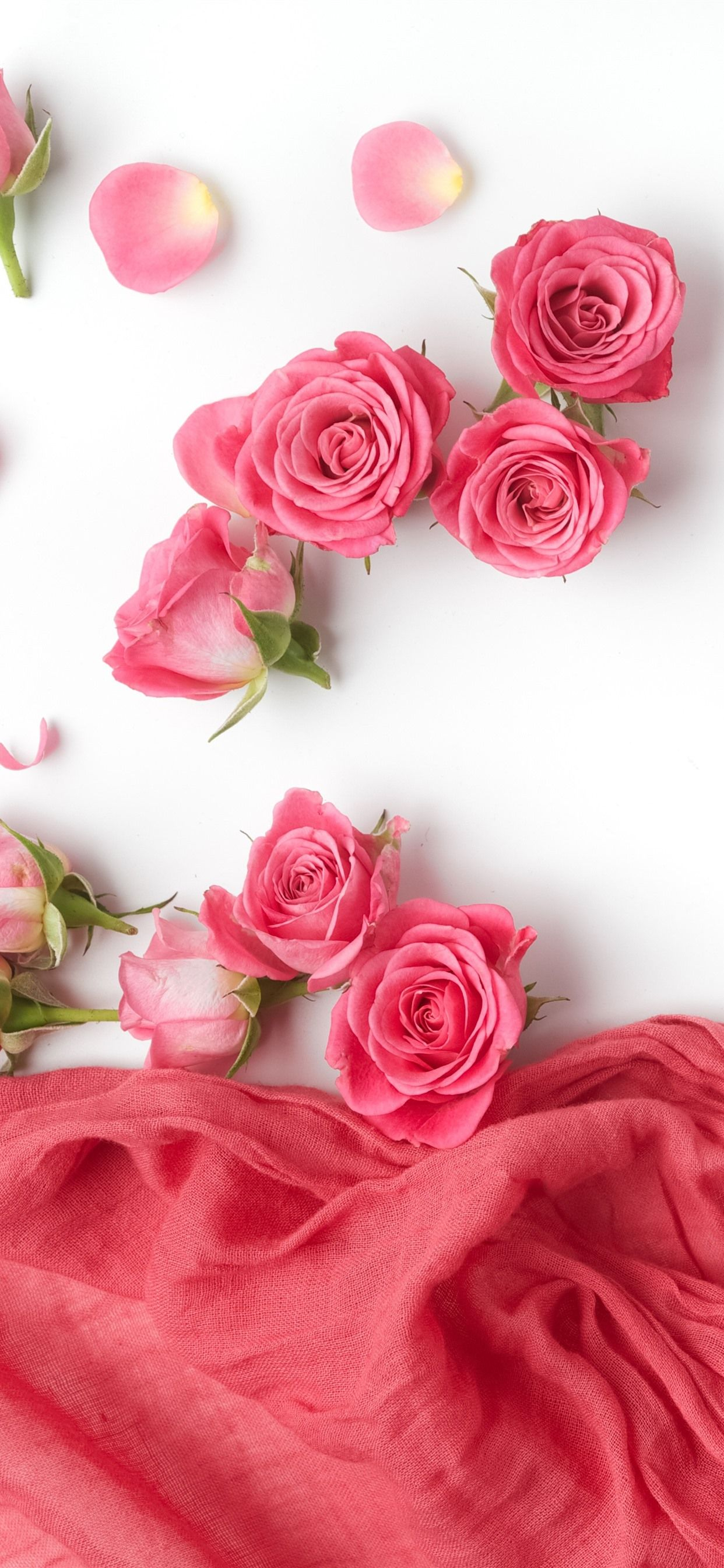 1242x2688 White and Pink Roses Wallpapers Top Free White and Pink Roses Backgrounds