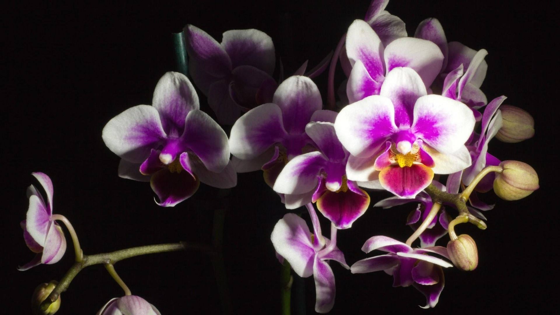 1920x1080 Download Wallpaper orchid, flower, black background, beautiful Full HD 1080p HD Background | Orchidea, Sfondi