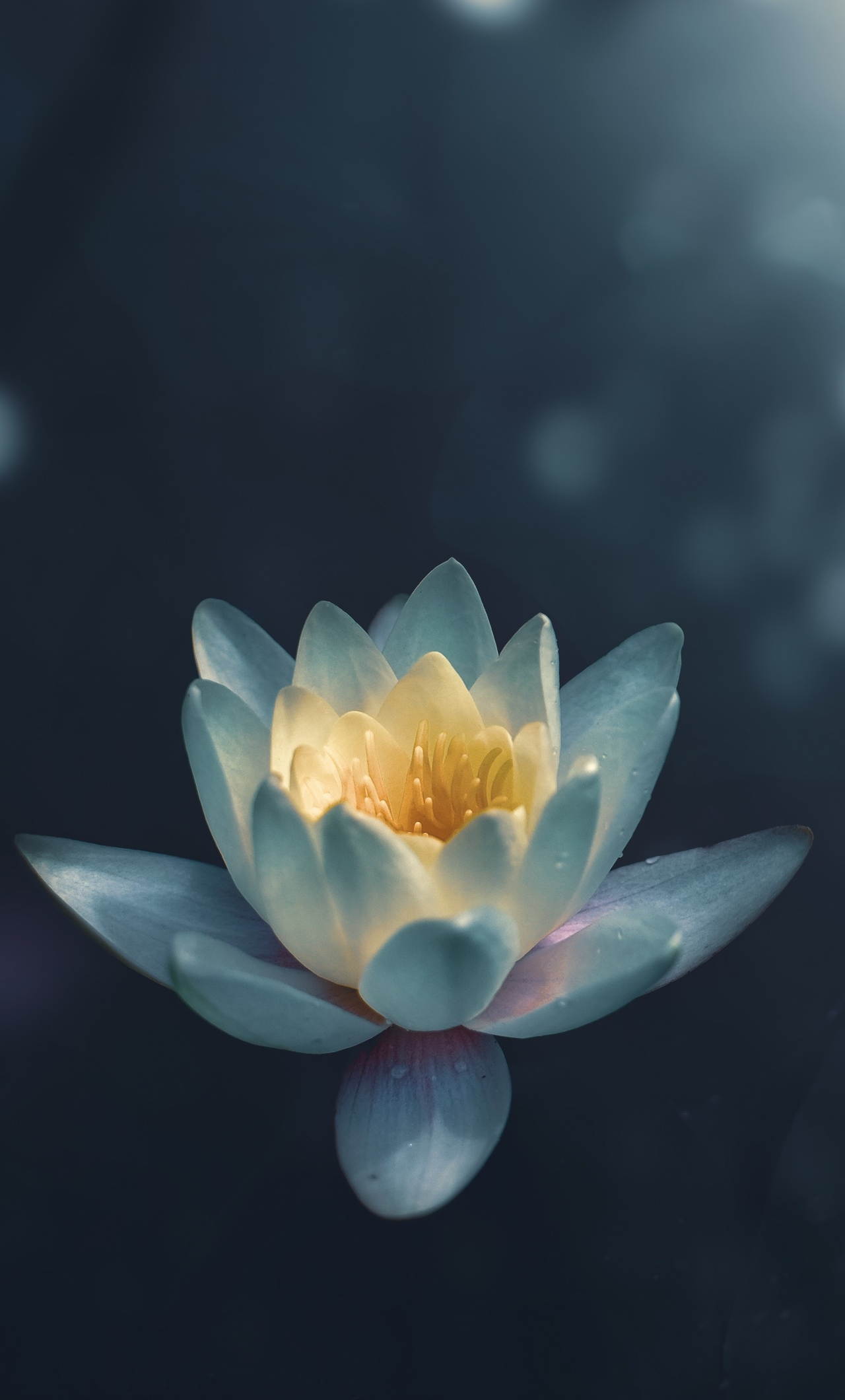1280x2120 Water Lily iPhone 6+ HD 4k Wallpapers, Images, Backgrounds, Photos and Pictures