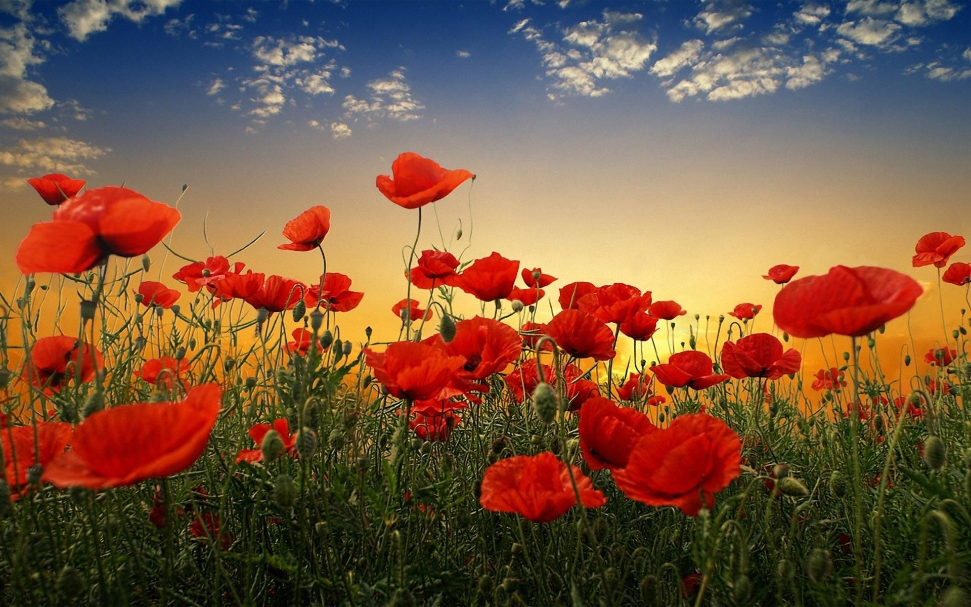 1920x1200 Red Poppy Flowers Wallpaper | Poppy wallpaper, Flower pictures, Beautiful flowers pictures