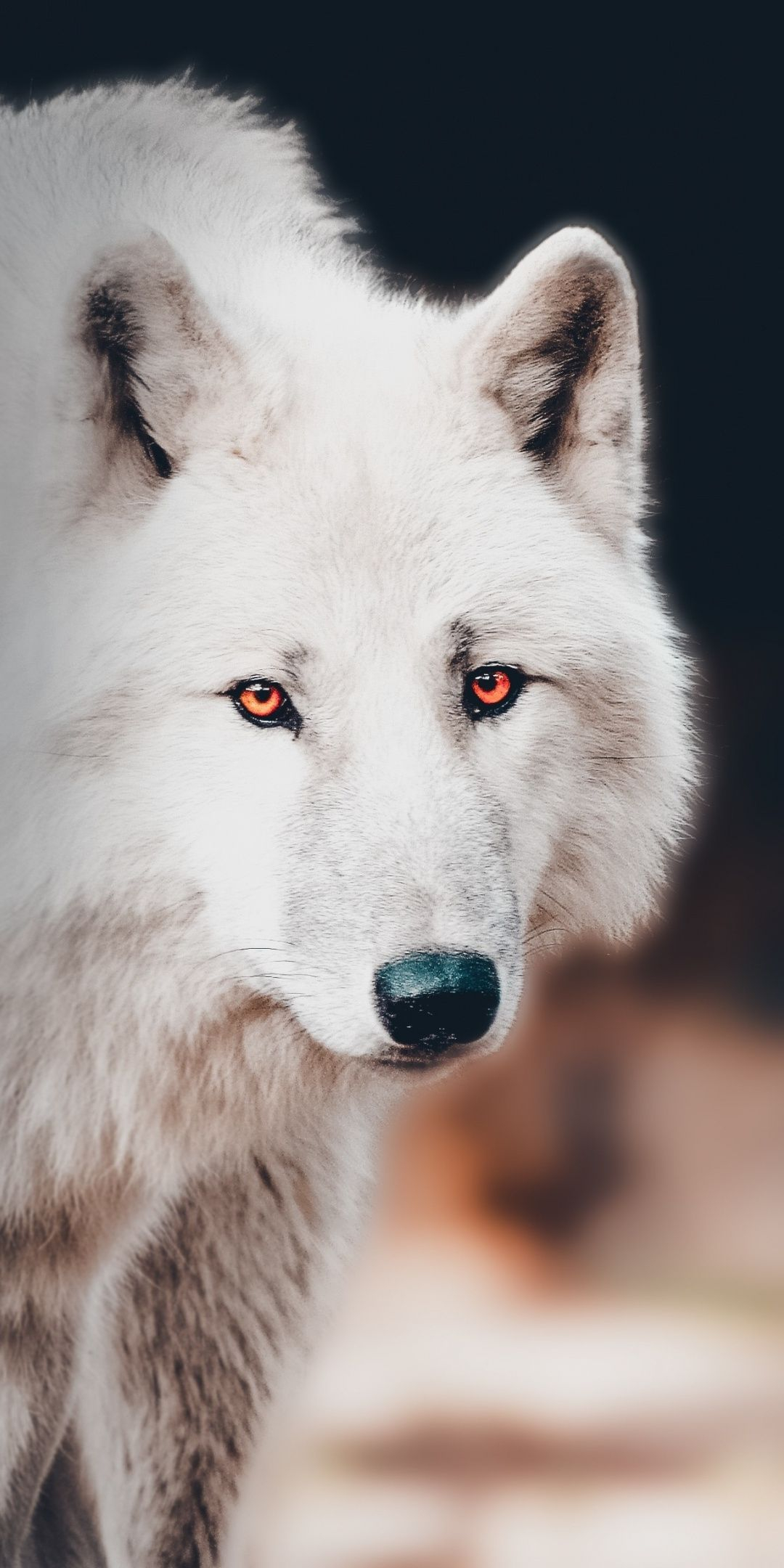 1080x2160 The white wolf, portrait wallpaper | Wolf dog, Wolf eyes, Wolf spirit animal