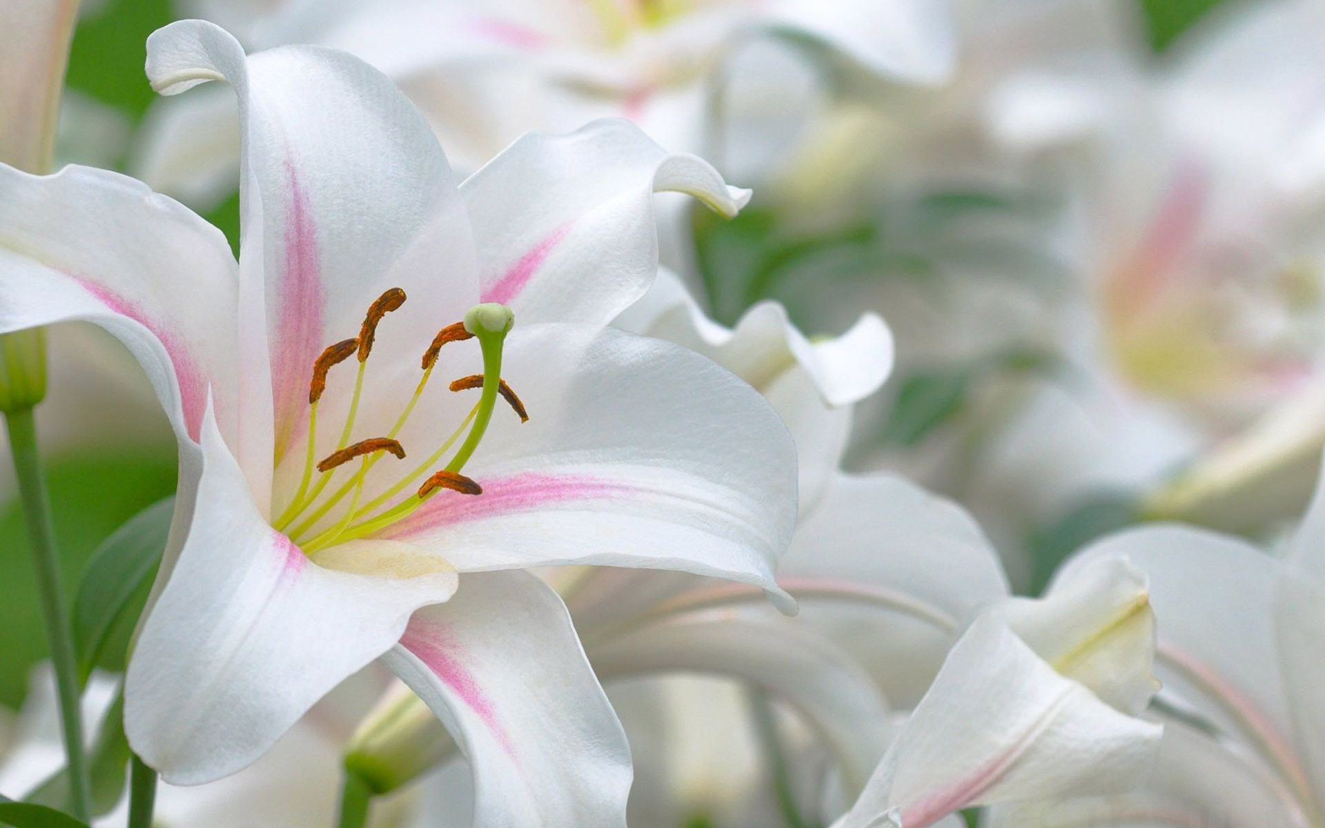 1920x1200 Lilies with Butterflies Wallpapers