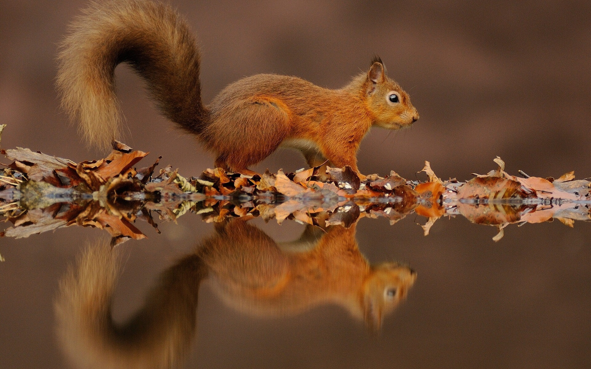 1920x1200 1300+ Squirrel HD Wallpapers and Backgrounds