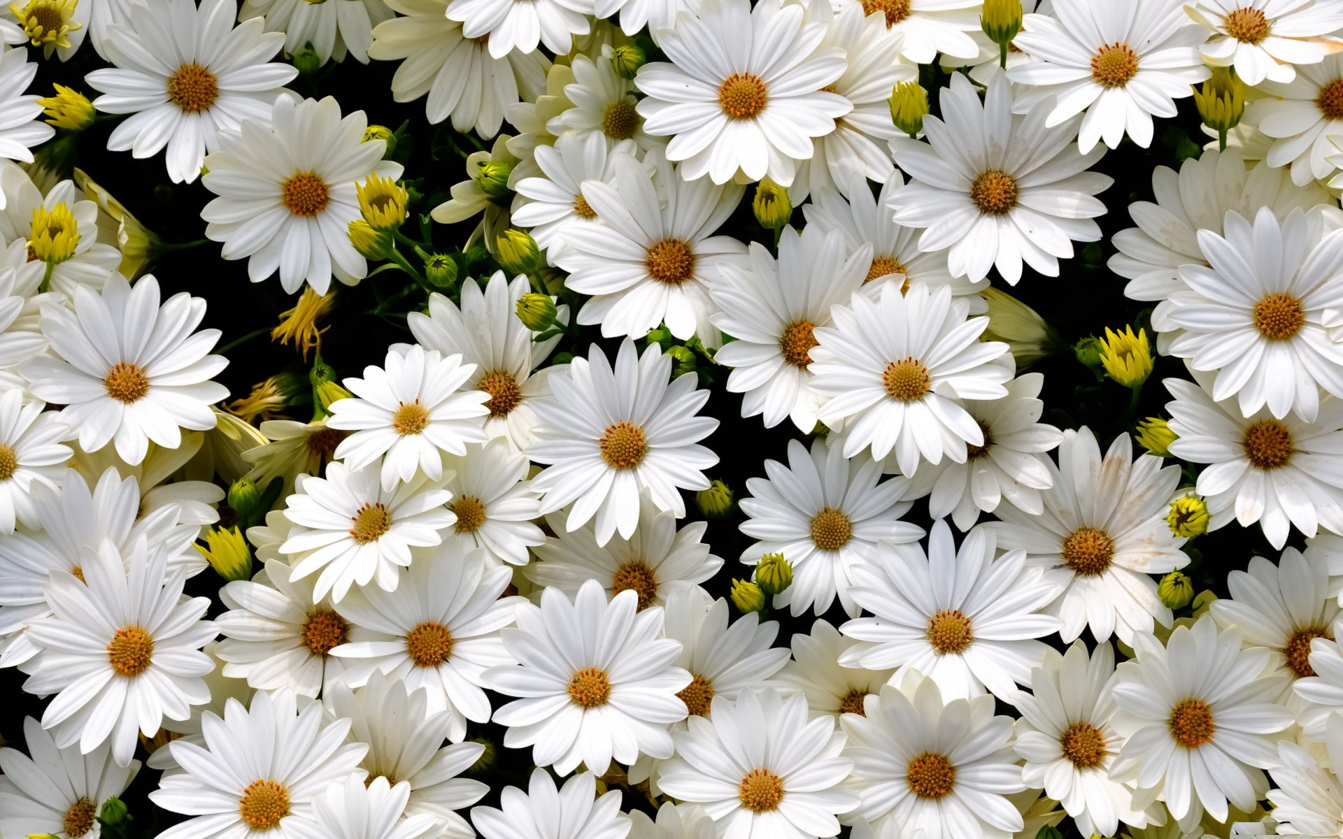 1920x1200 400+ Daisy HD Wallpapers and Backgrounds