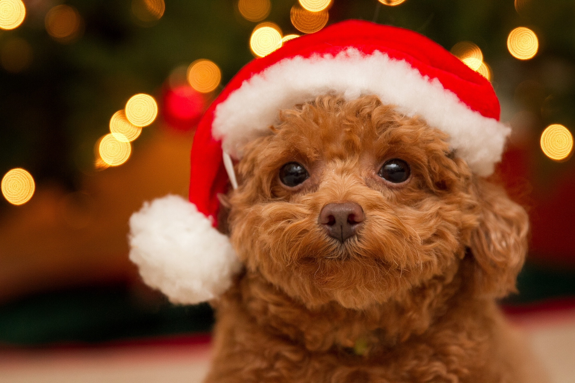 1920x1280 Photo Puppy Poodle Dogs New year Winter hat animal Staring
