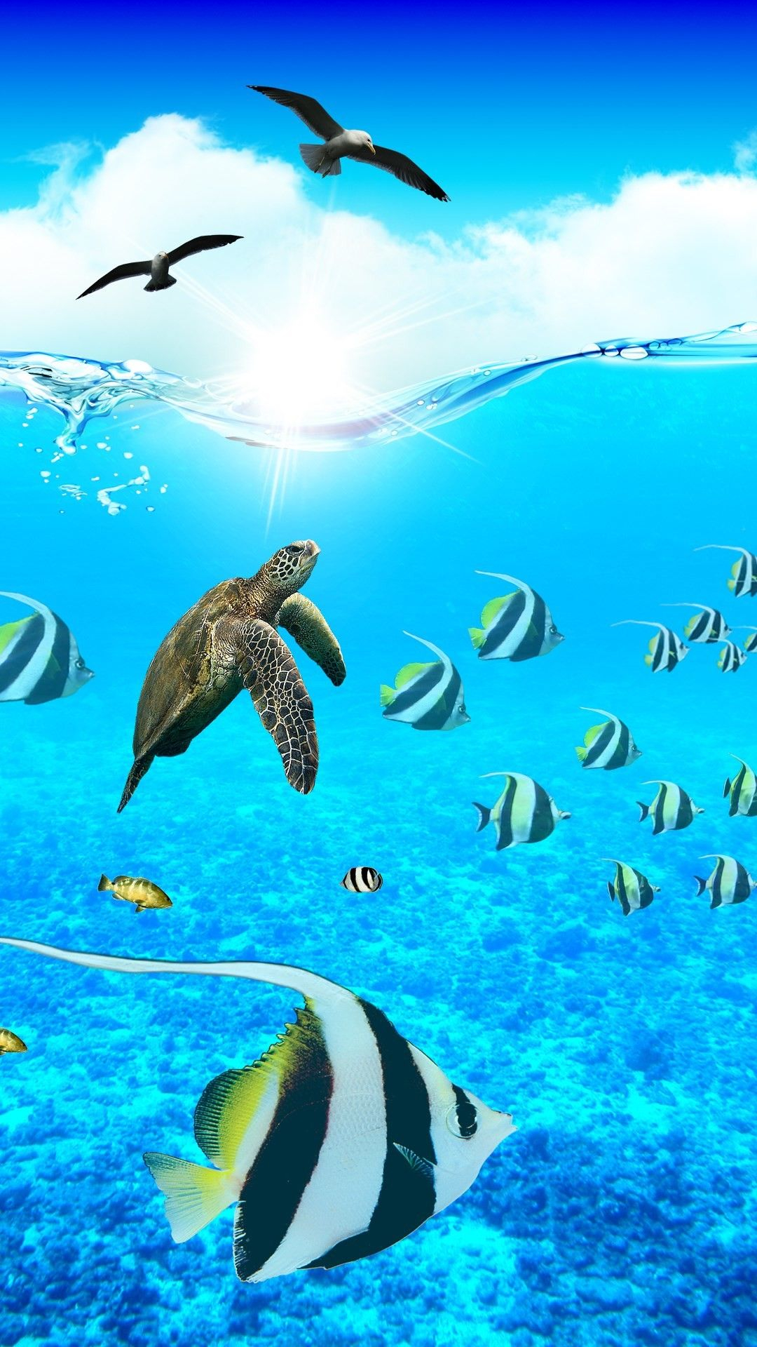 1080x1920 Ocean Wildlife Wallpapers Top Free Ocean Wildlife Backgrounds