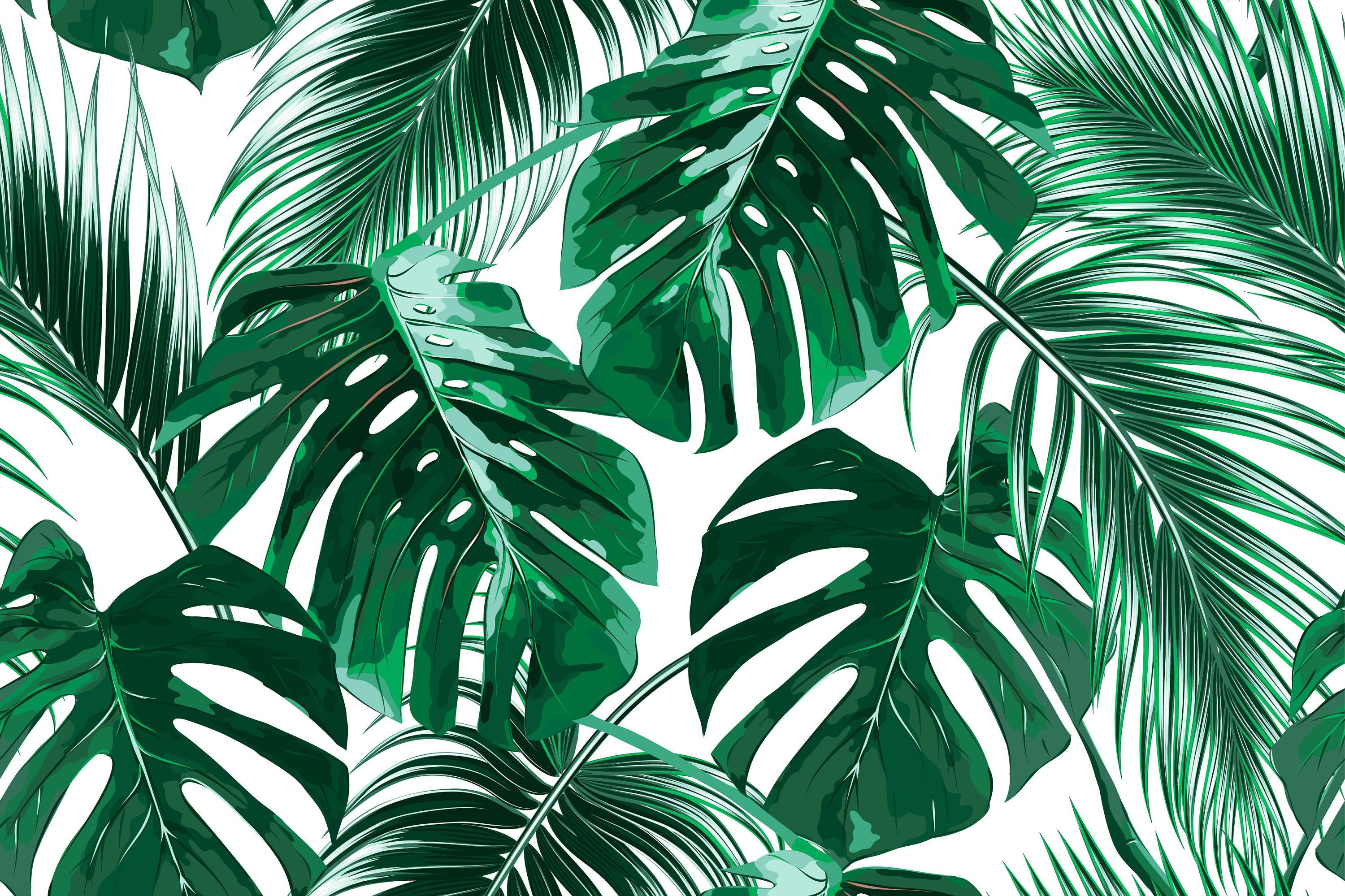 3000x1999 Tropical Palm Leaf Wallpapers Top Free Tropical Palm Leaf Backgrounds