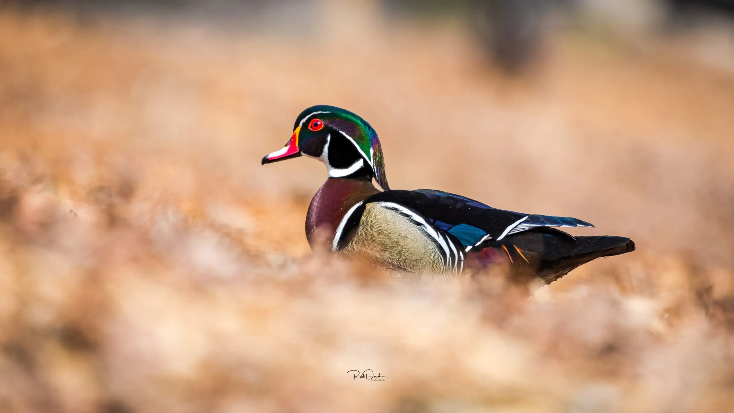 2560x1440 Male Wood Duck The Nomad Outdoor Adventure Photographer Rudi Dueck | Landscape | Bir | Nature | Insects | Wildlife | Photography