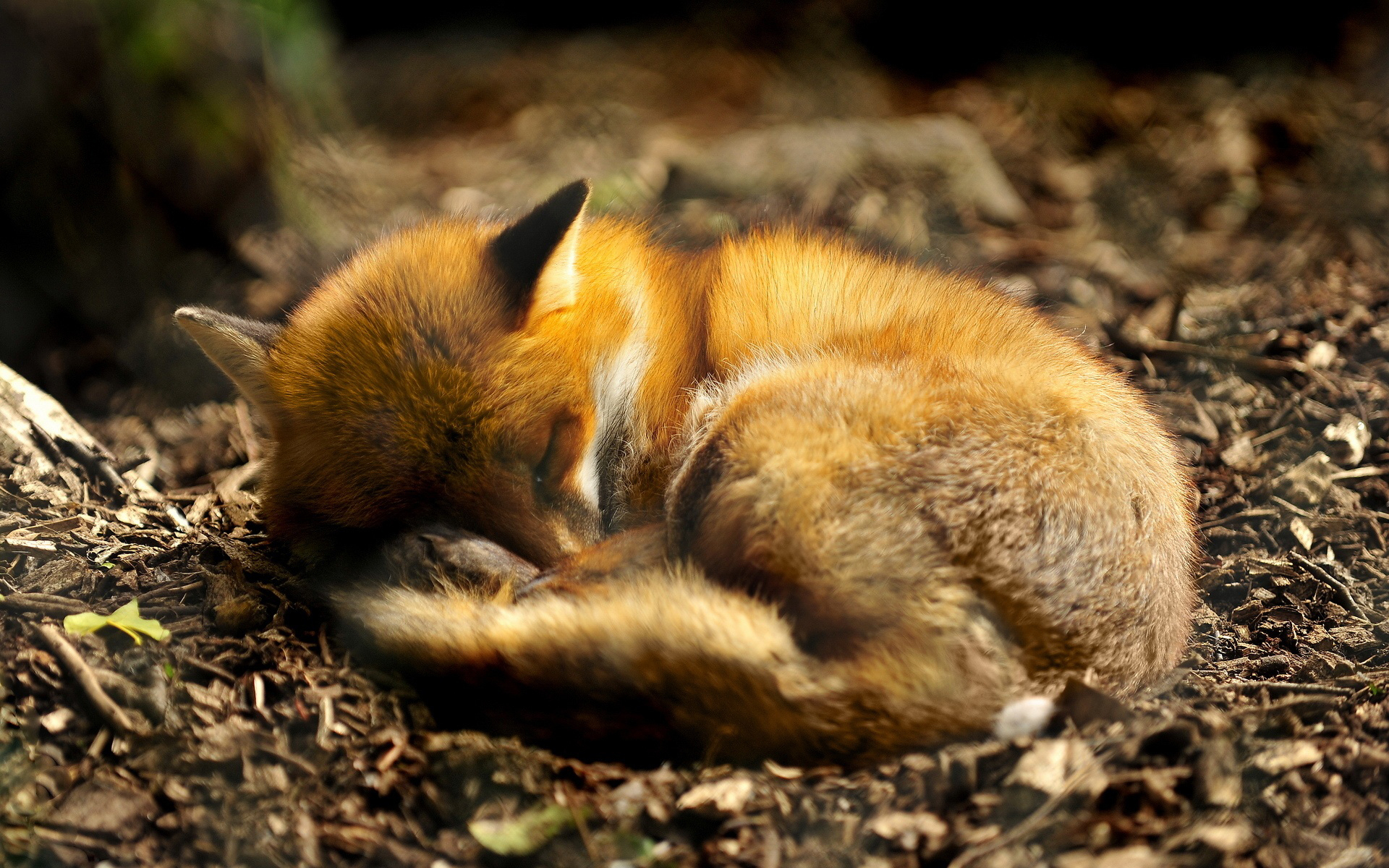 1920x1200 Sleeping Fox Wallpapers Top Free Sleeping Fox Backgrounds