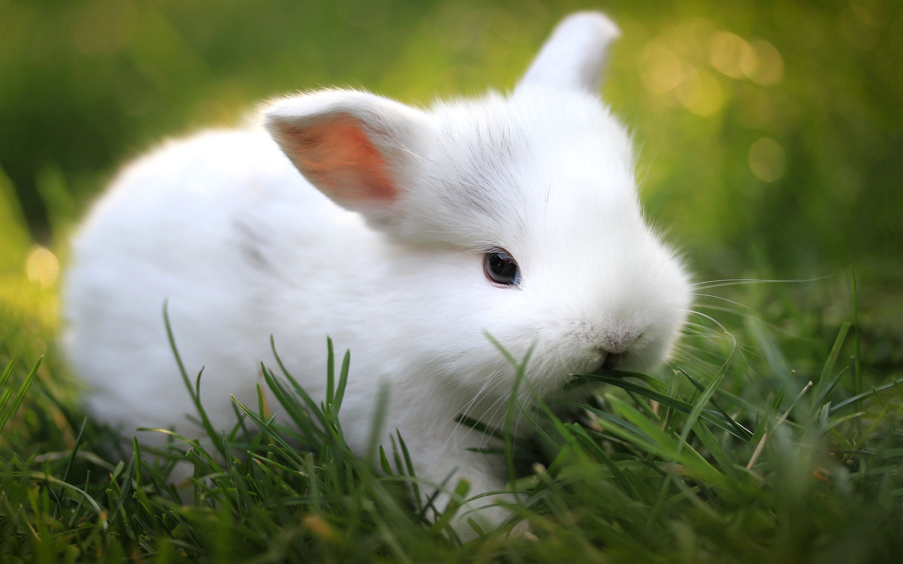 2880x1800 White Bunny Wallpapers Top Free White Bunny Backgrounds
