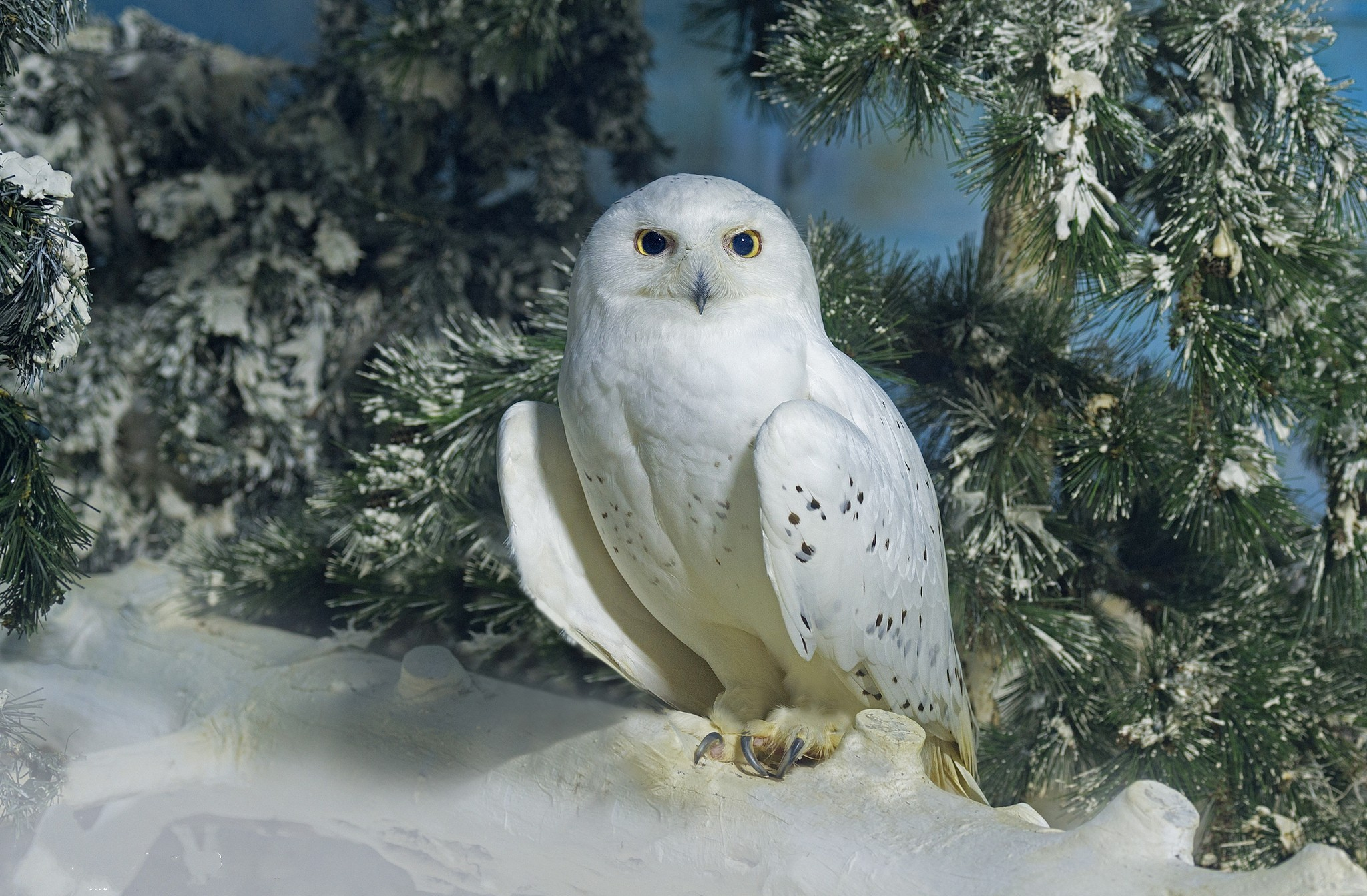 2048x1343 120+ Snowy Owl HD Wallpapers and Backgrounds
