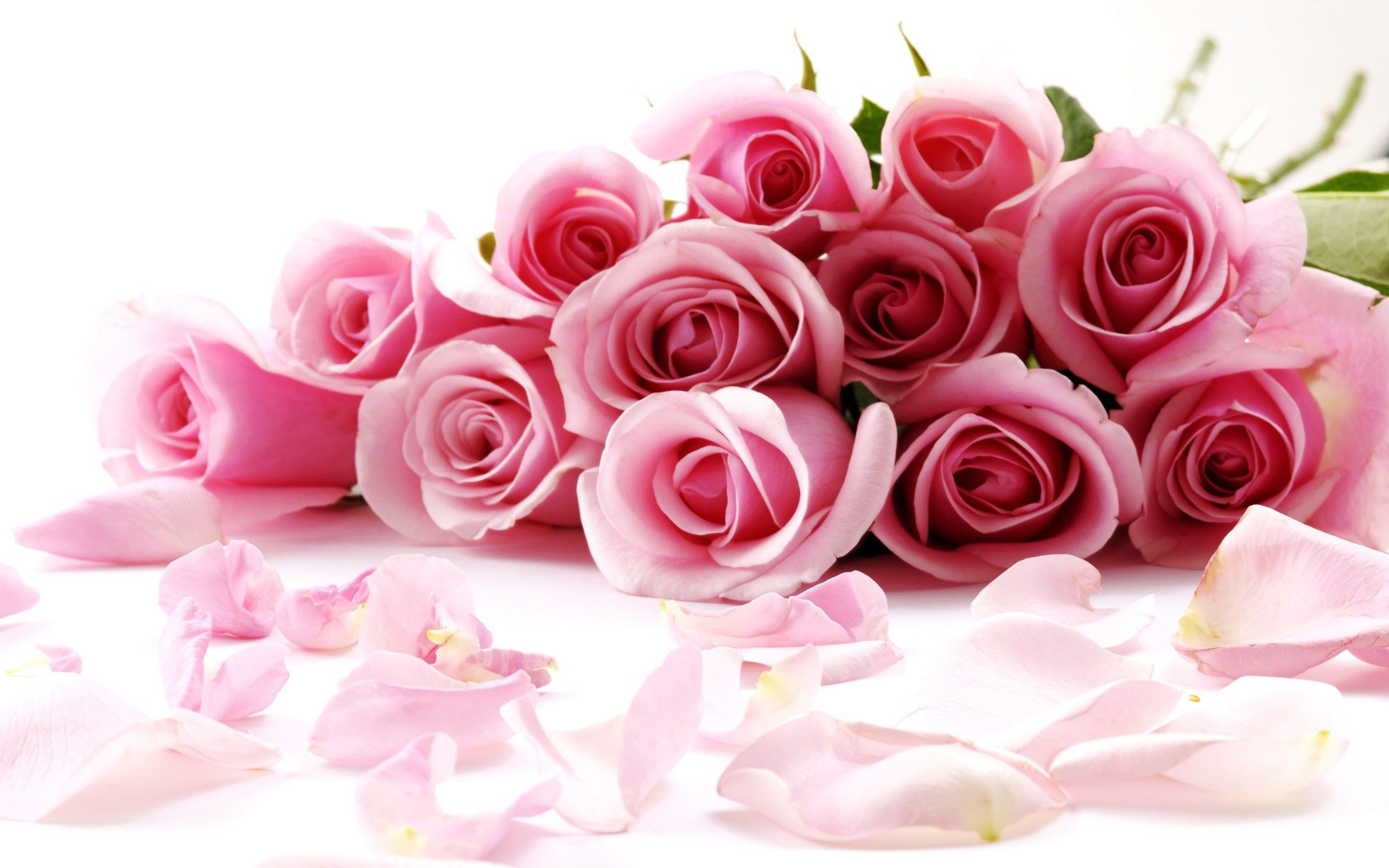 2560x1600 Rose Flower Wallpapers Top Free Rose Flower Backgrounds