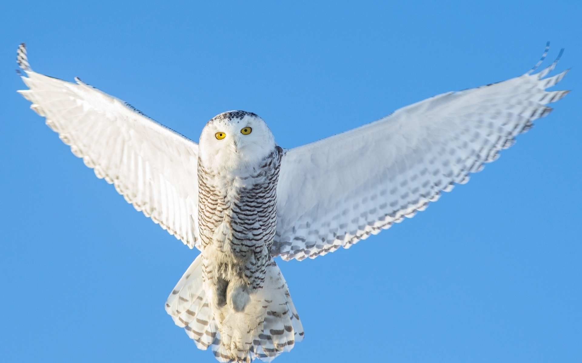 1920x1200 120+ Snowy Owl HD Wallpapers and Backgrounds