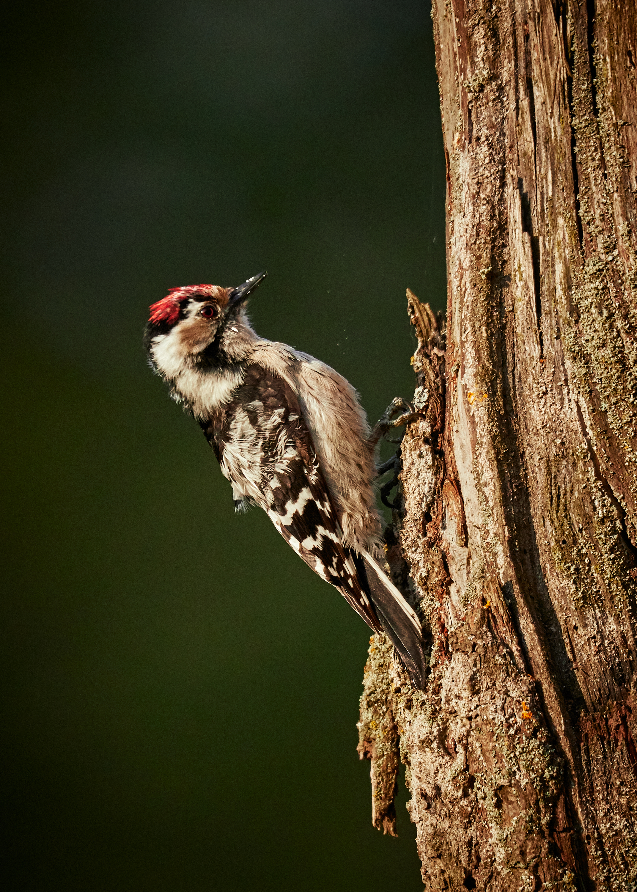 2143x3000 Woodpecker Photos, Download Free Woodpecker Stock Photos \u0026 HD Images