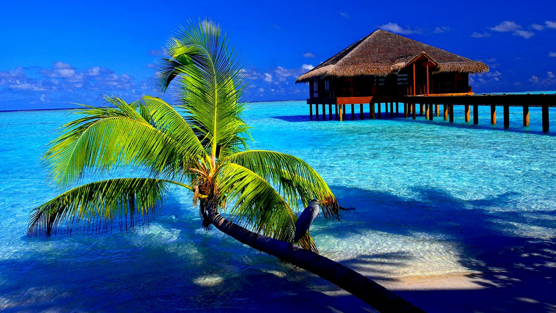 1920x1080 Tropical Wallpapers Top Free Tropical Backgrounds