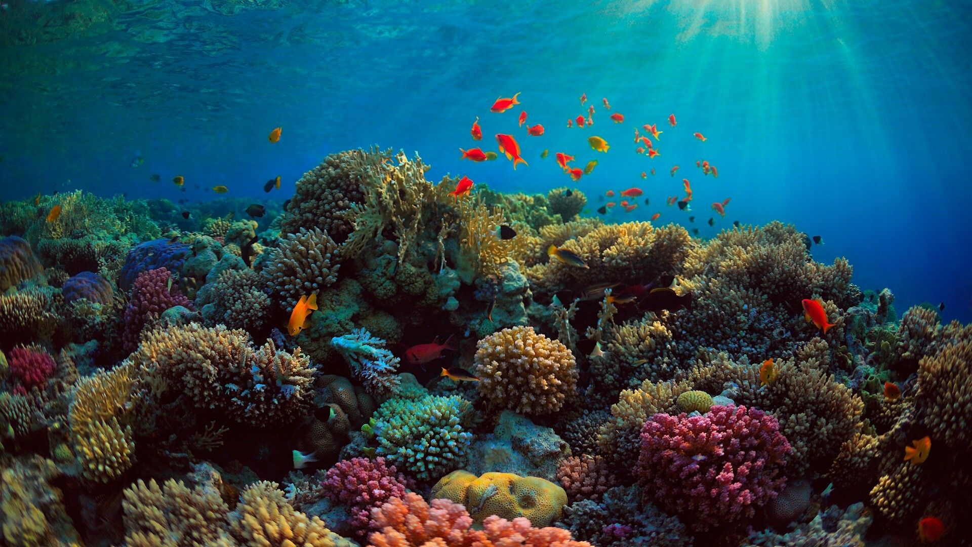 1920x1080 Coral Reef Wallpapers Top Free Coral Reef Backgrounds