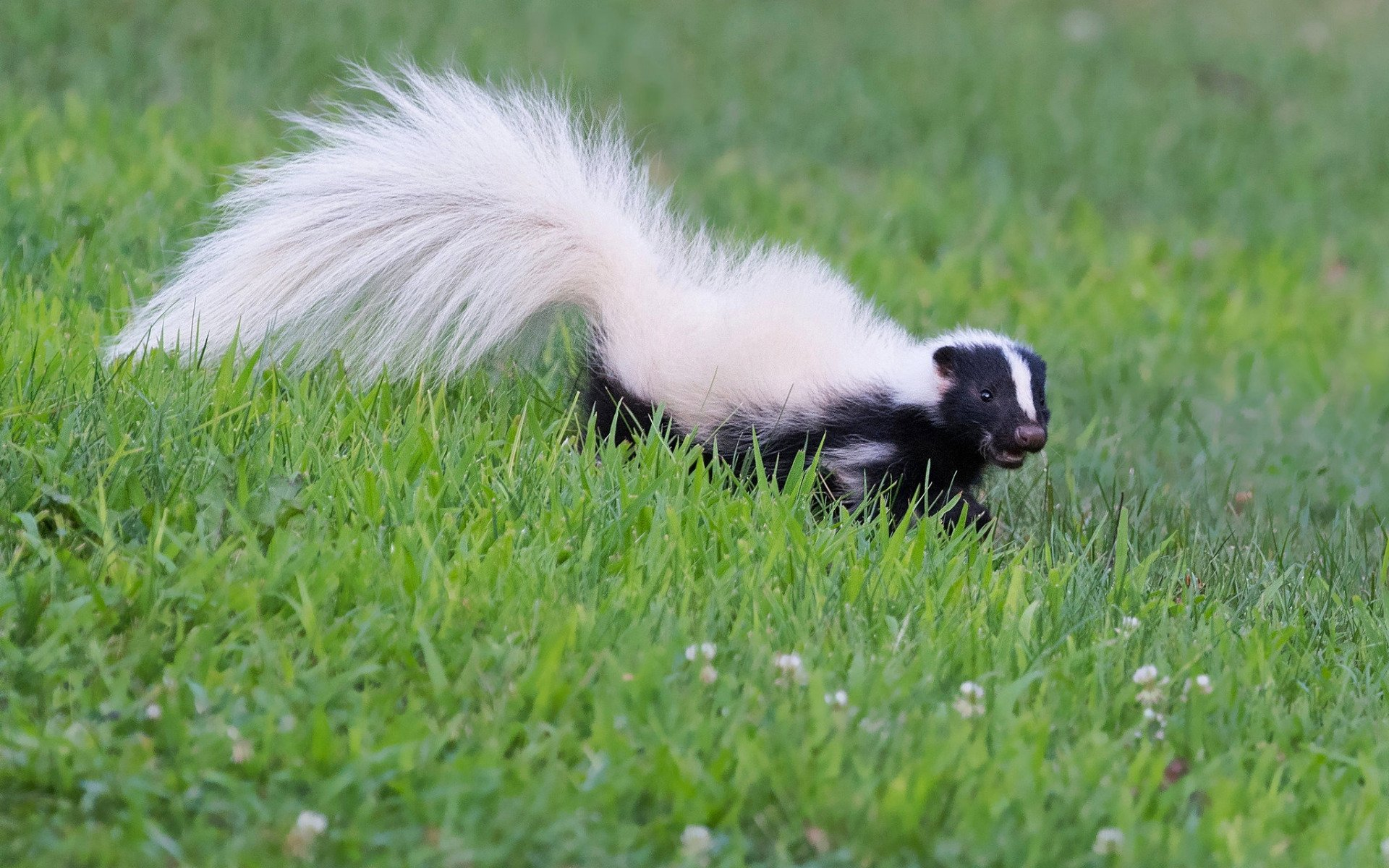 1920x1200 Skunk HD Wallpapers and Backgrounds