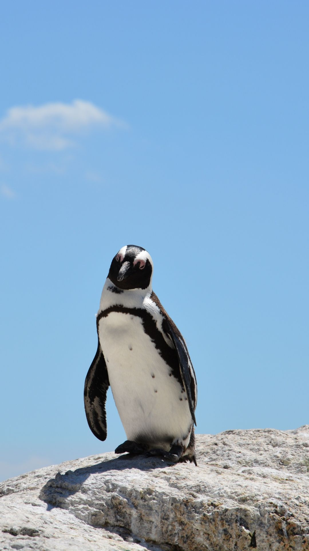 1080x1920 Penguin Rocks Sky Shadow iPhone 6 Wallpaper Download | iPhone Wallpapers, iPad wallpapers One-sto&acirc;&#128;&brvbar; | Penguin wallpaper, Penguins, Penguin wallpaper iphone aesthetic