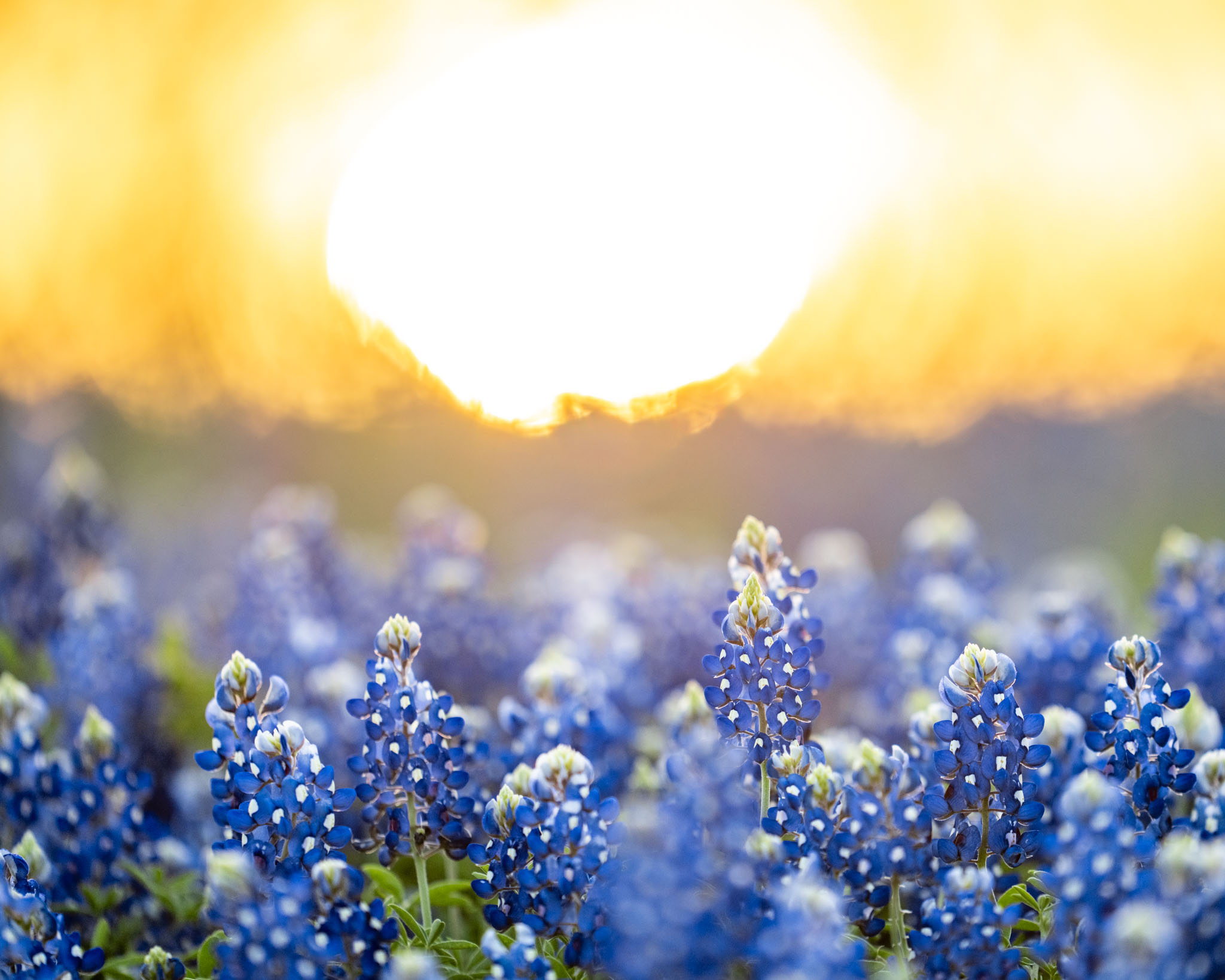 2048x1638 Pictures of the Week: Texas Bluebonnets at Sunrise Andy's Travel Blog