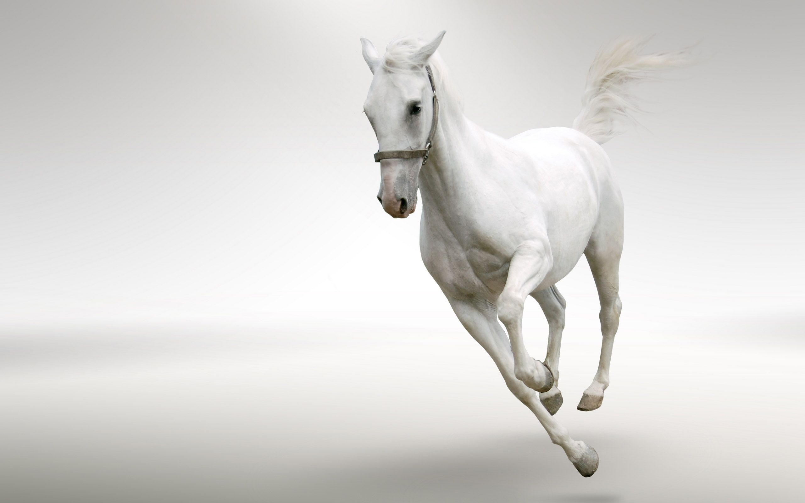 2560x1600 White wildness | White horses, Horses, Horse wallpaper