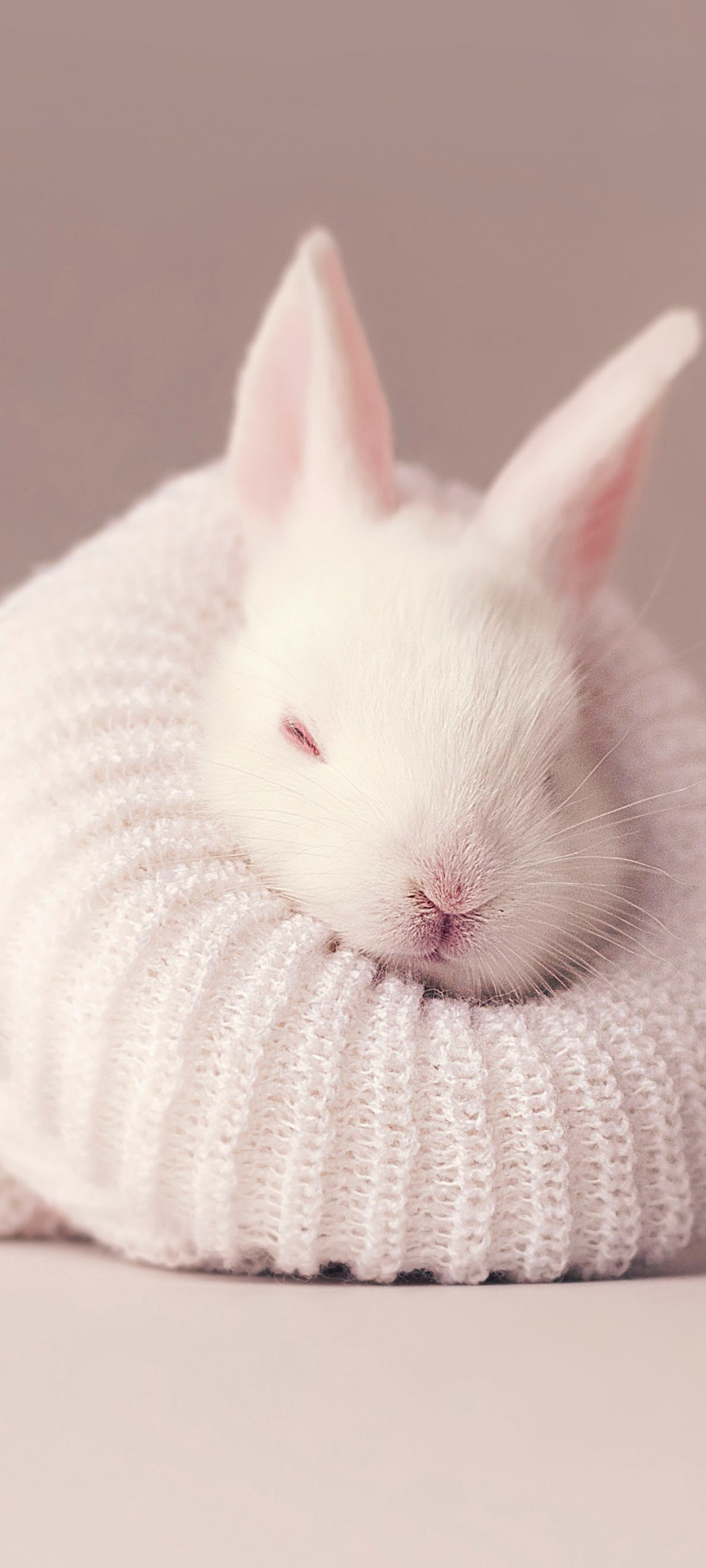1080x2400 White Bunny Wallpapers