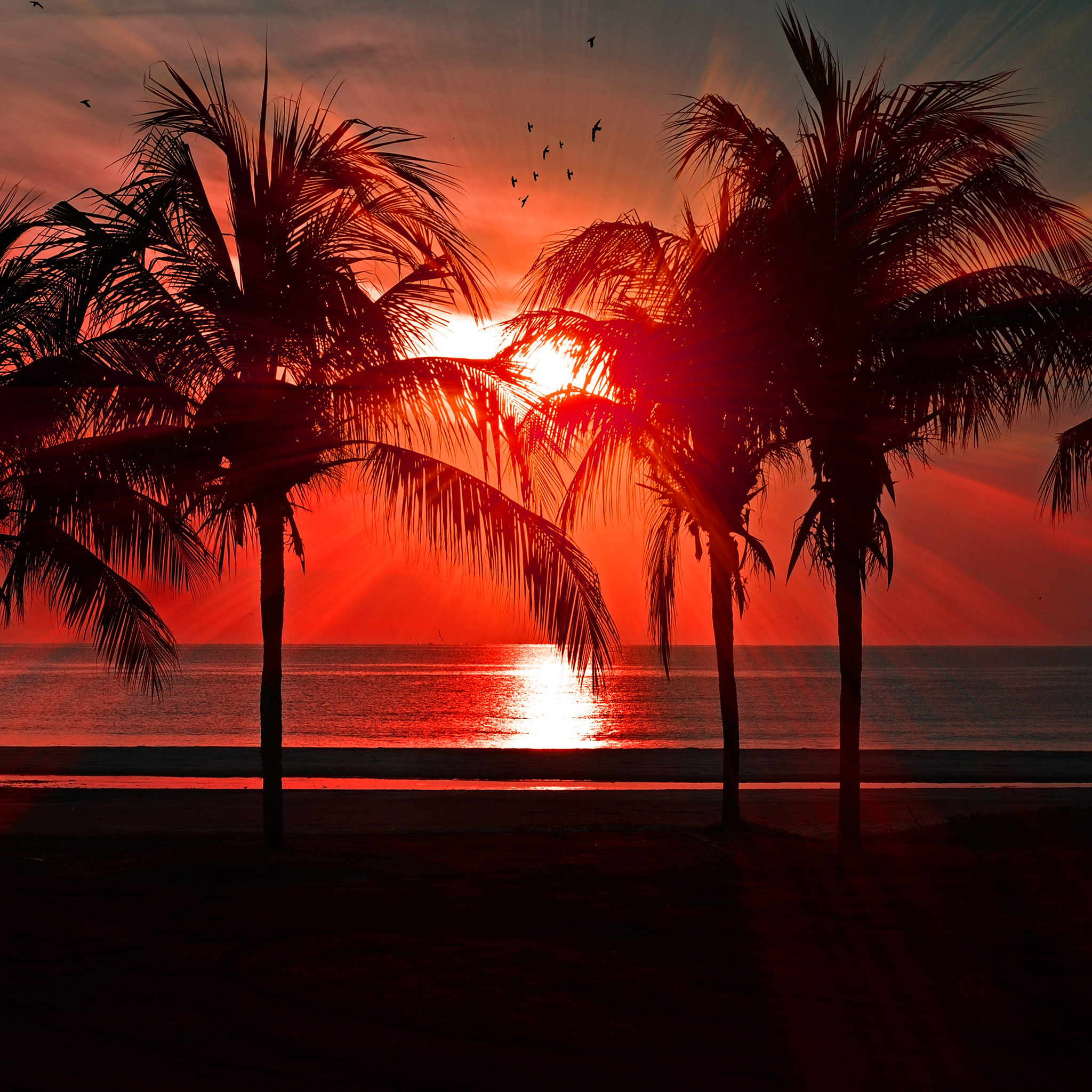 2048x2048 nl75-beach-vacation-summer-night-sunset-red-palm-tree-dark-wallpaper
