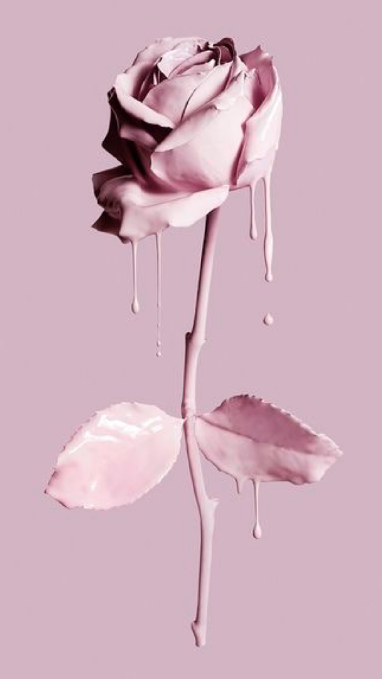 1242x2208 Rose Pink Wallpapers Top Free Rose Pink Backgrounds