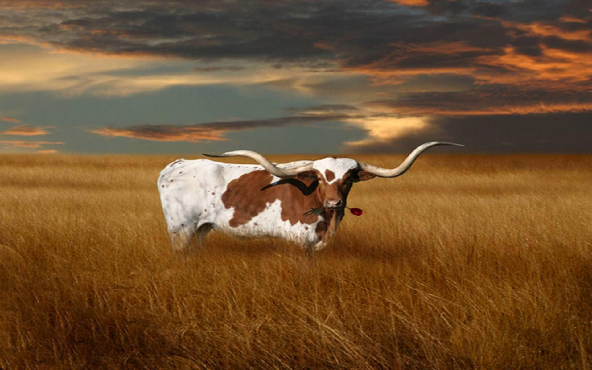 1920x1200 Download Texas Longhorn Cattle Wallpaper