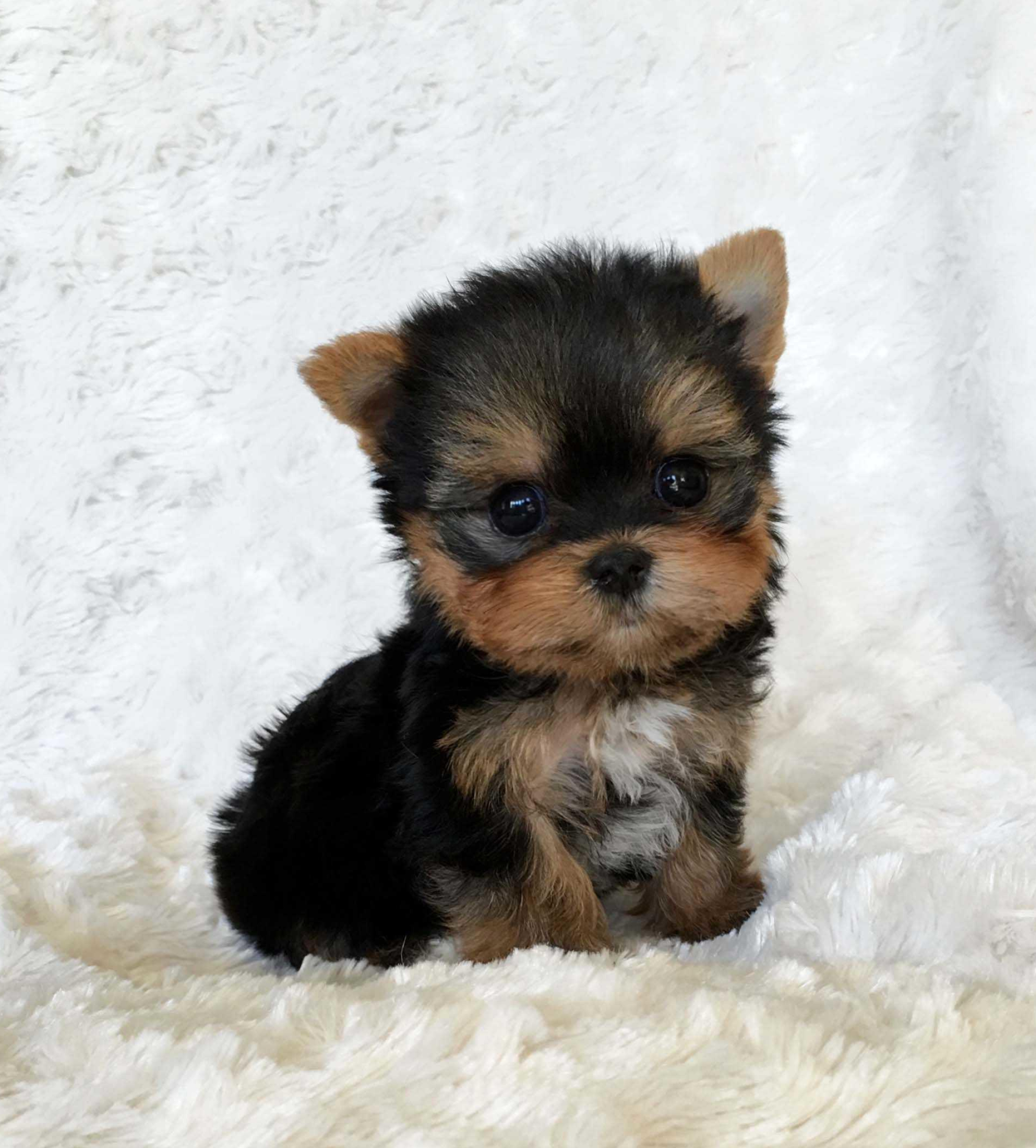 2109x2338 Yorkie Puppies Wallpapers Top Free Yorkie Puppies Backgrounds