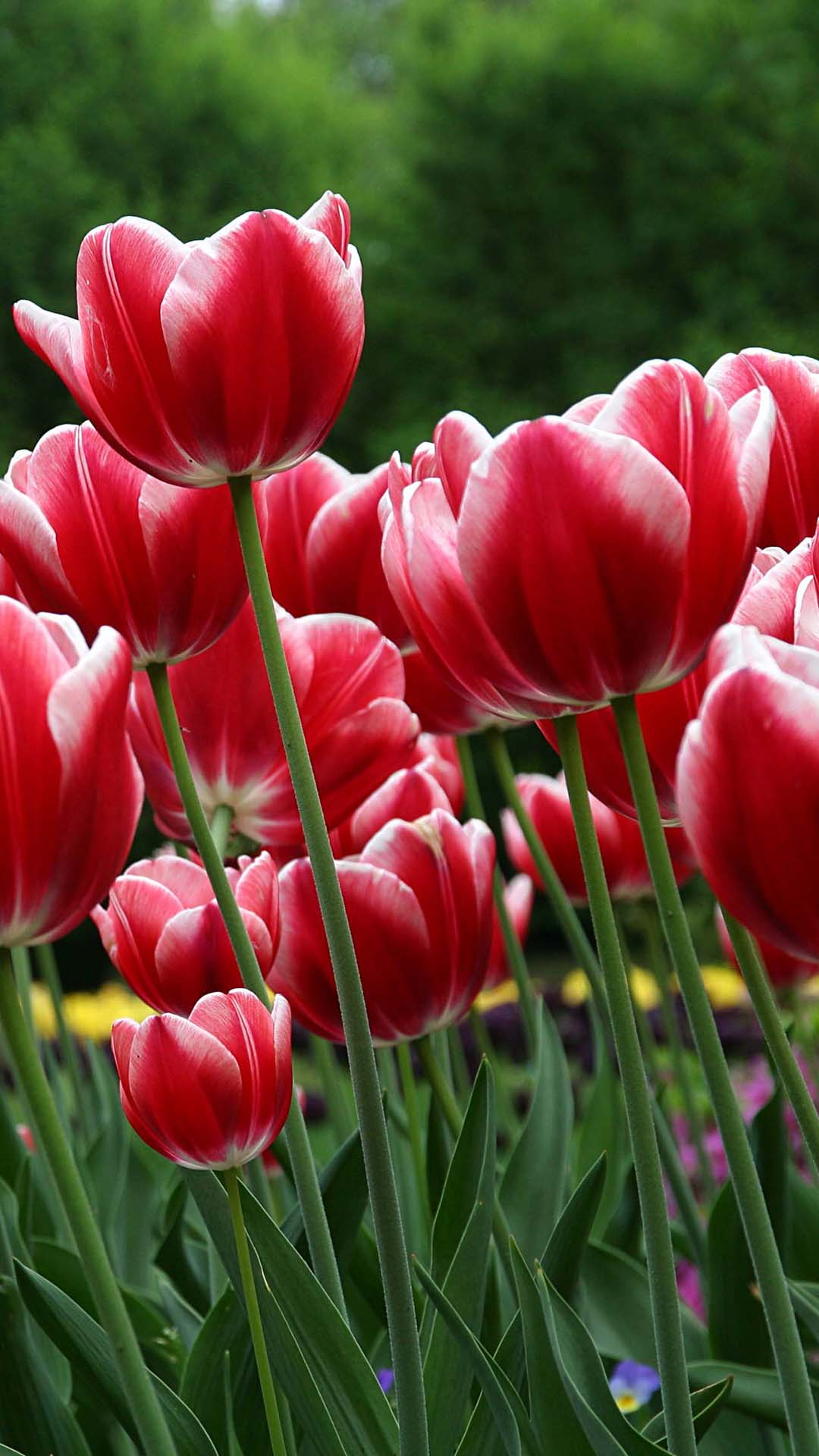 1080x1920 Red tulips | 4K wallpapers, free and easy to download
