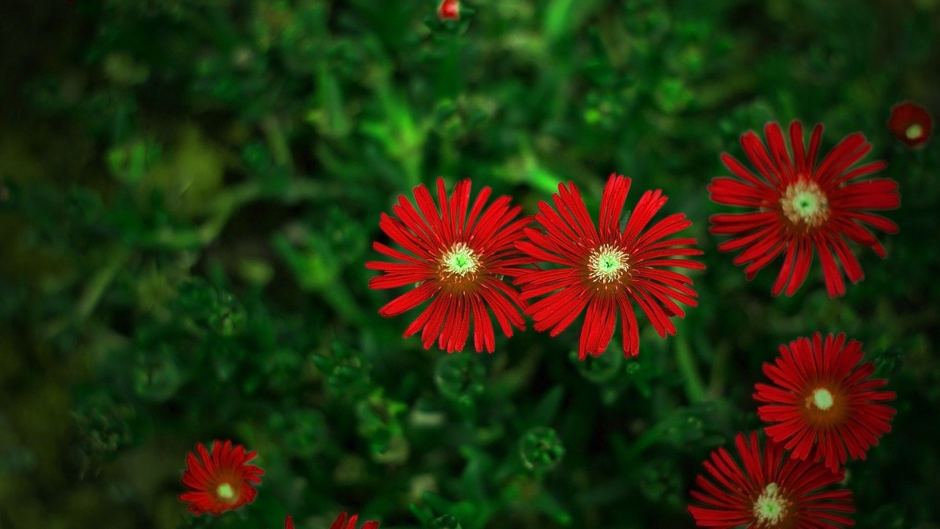 1920x1080 Red Flowers Wallpapers (69+ pictures