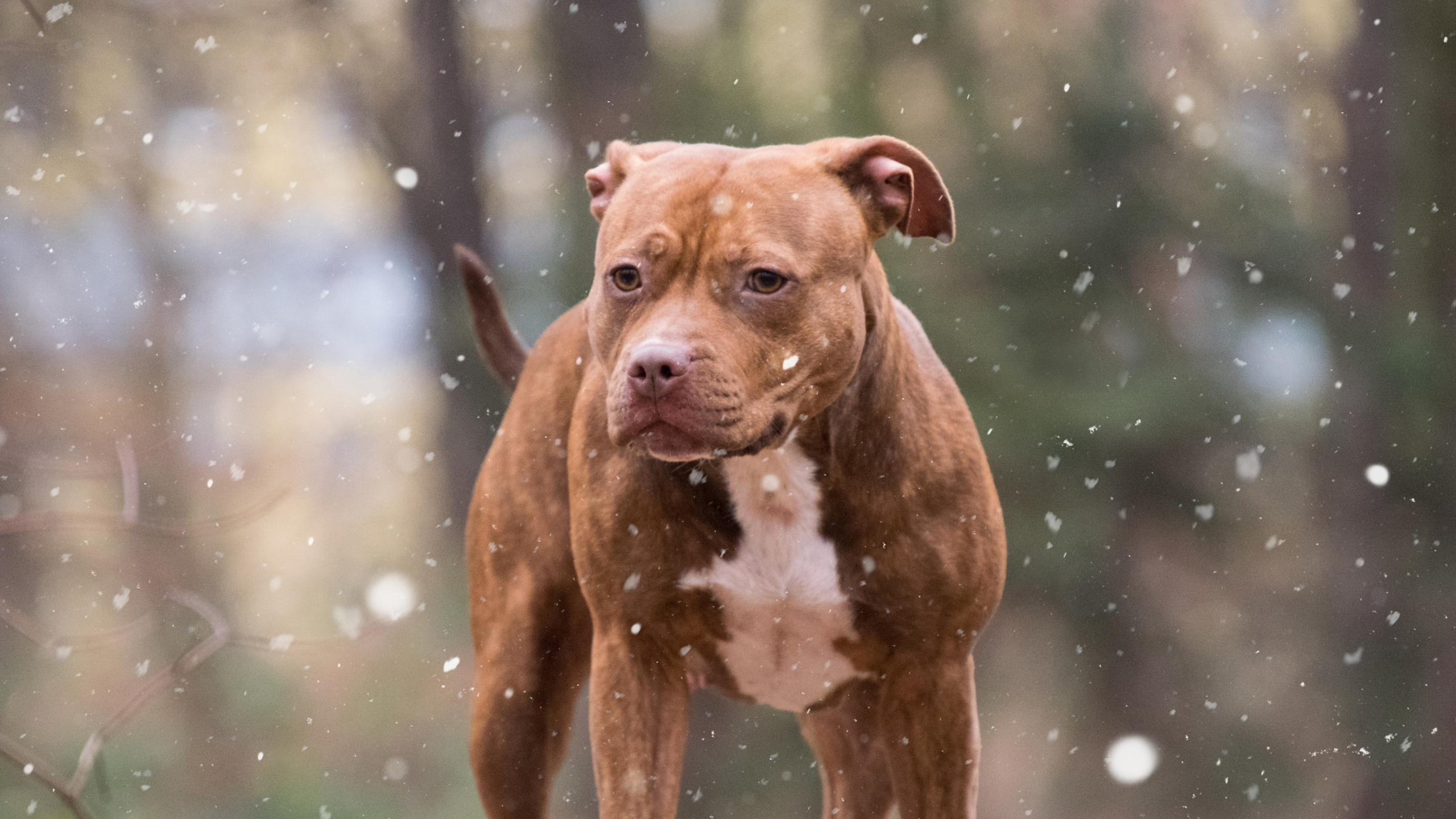 2560x1440 Download pit bull, dog, winter wallpaper, dual wide 16:9 hd image, background, 3742
