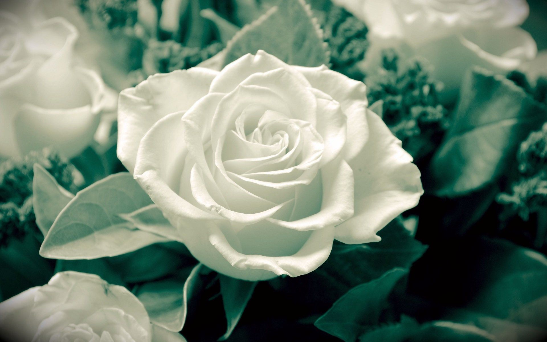 1920x1200 White Roses HD Wallpapers