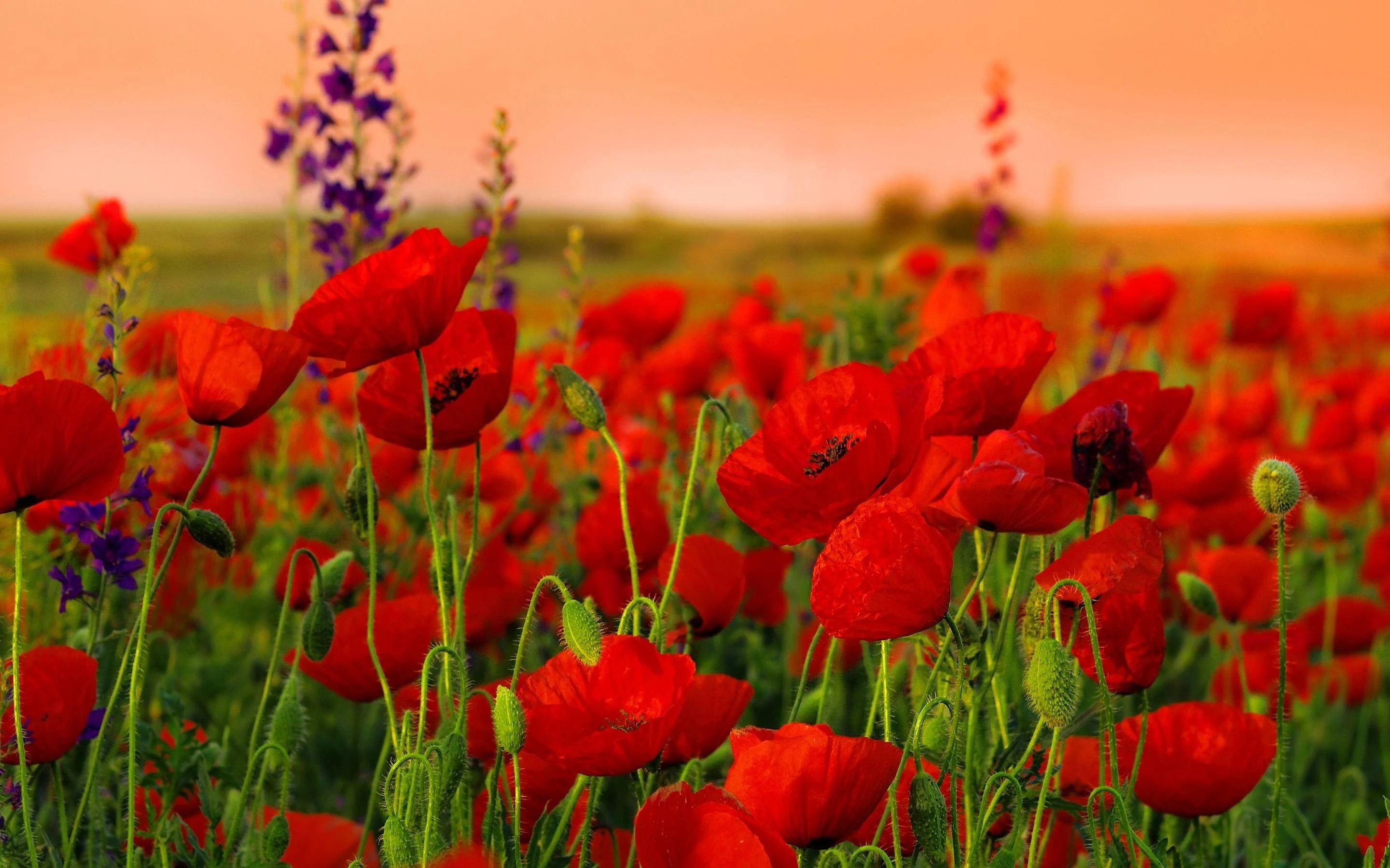 2880x1800 Red Poppy Wallpapers Top Free Red Poppy Backgrounds