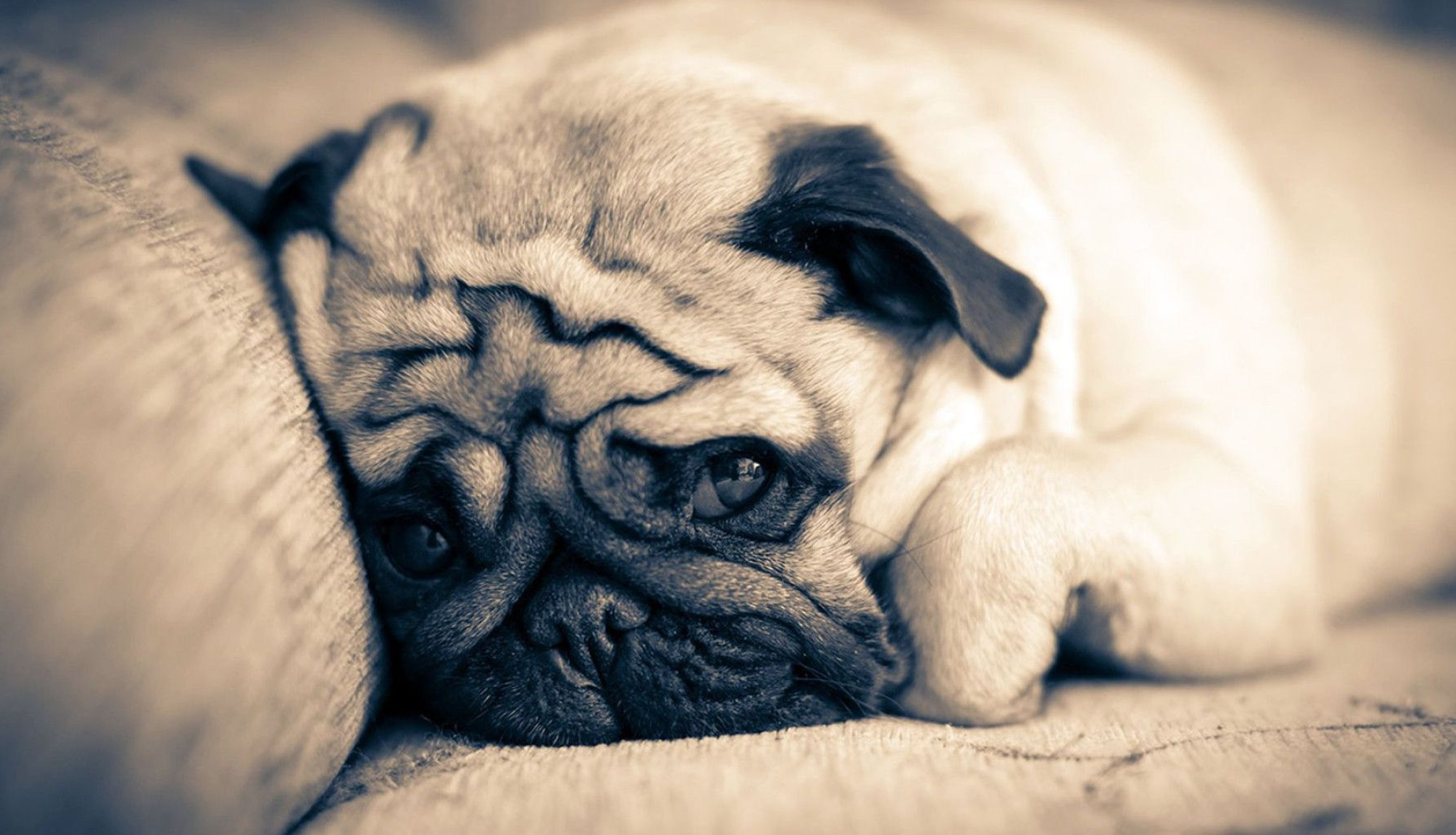 1970x1130 Cute Sad Puppy Wallpapers