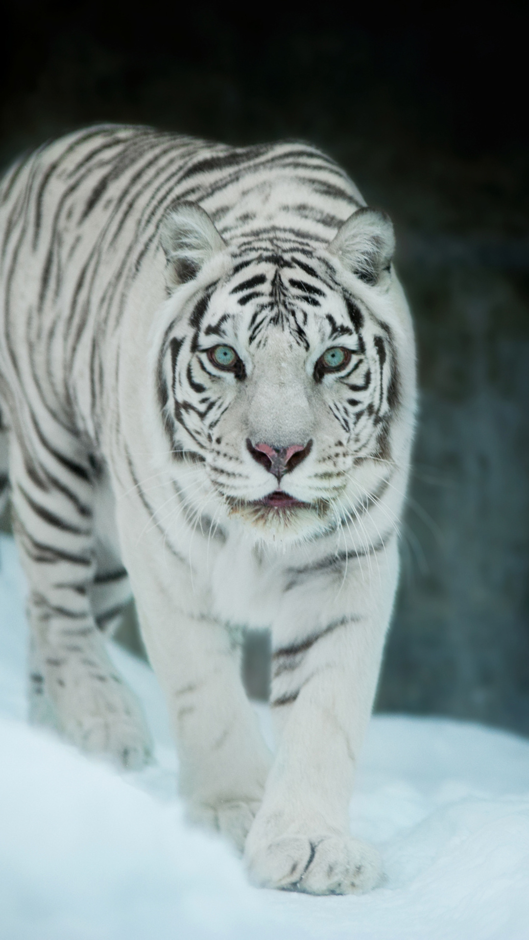 1080x1920 White Tiger In Snow Iphone 7,6s,6 Plus, Pixel xl ,One Plus 3,3t,5 HD 4k Wallpapers, Images, Backgrounds, Photos and Pictures