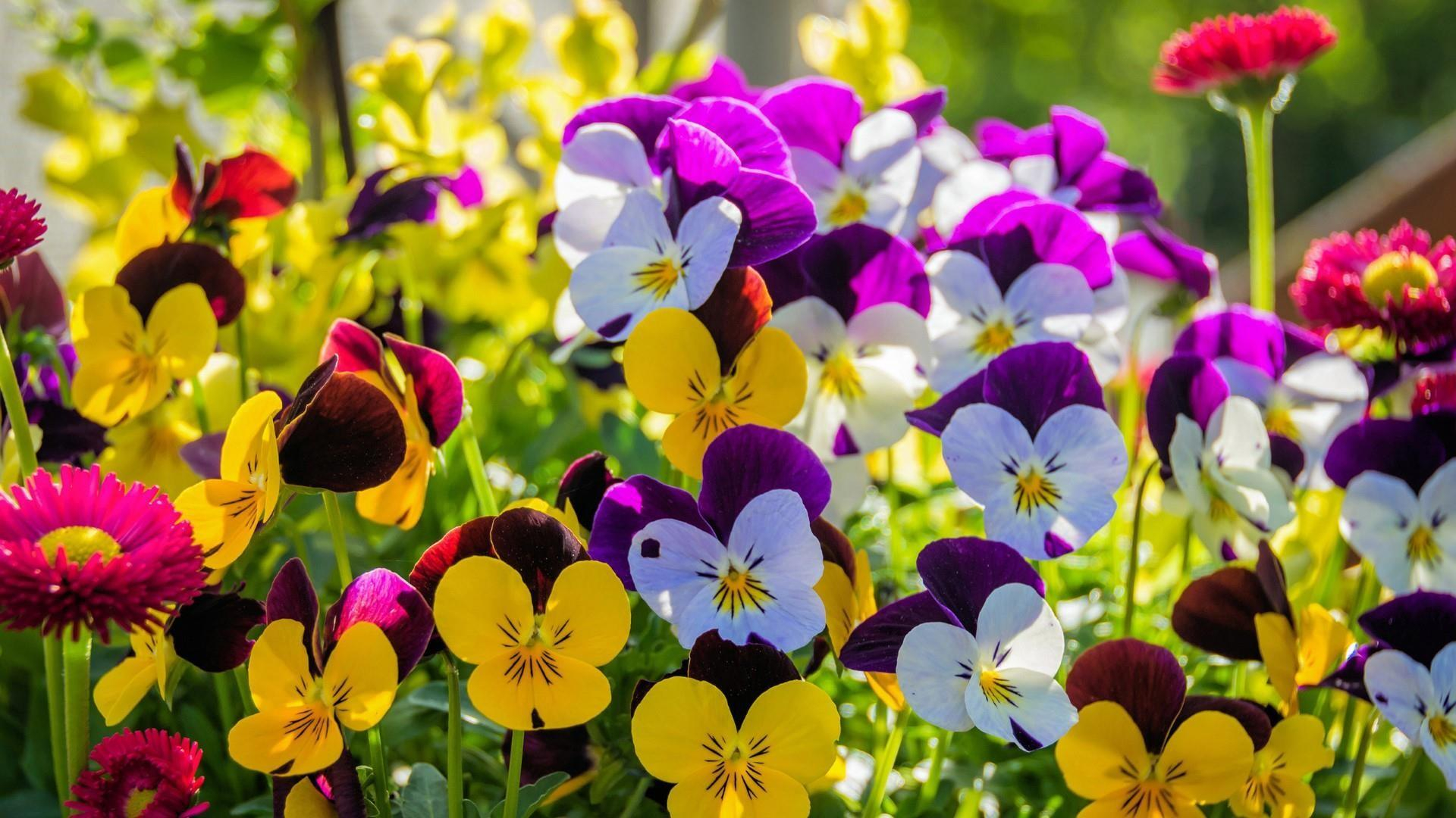 1920x1080 Pansy Flowers Wallpapers