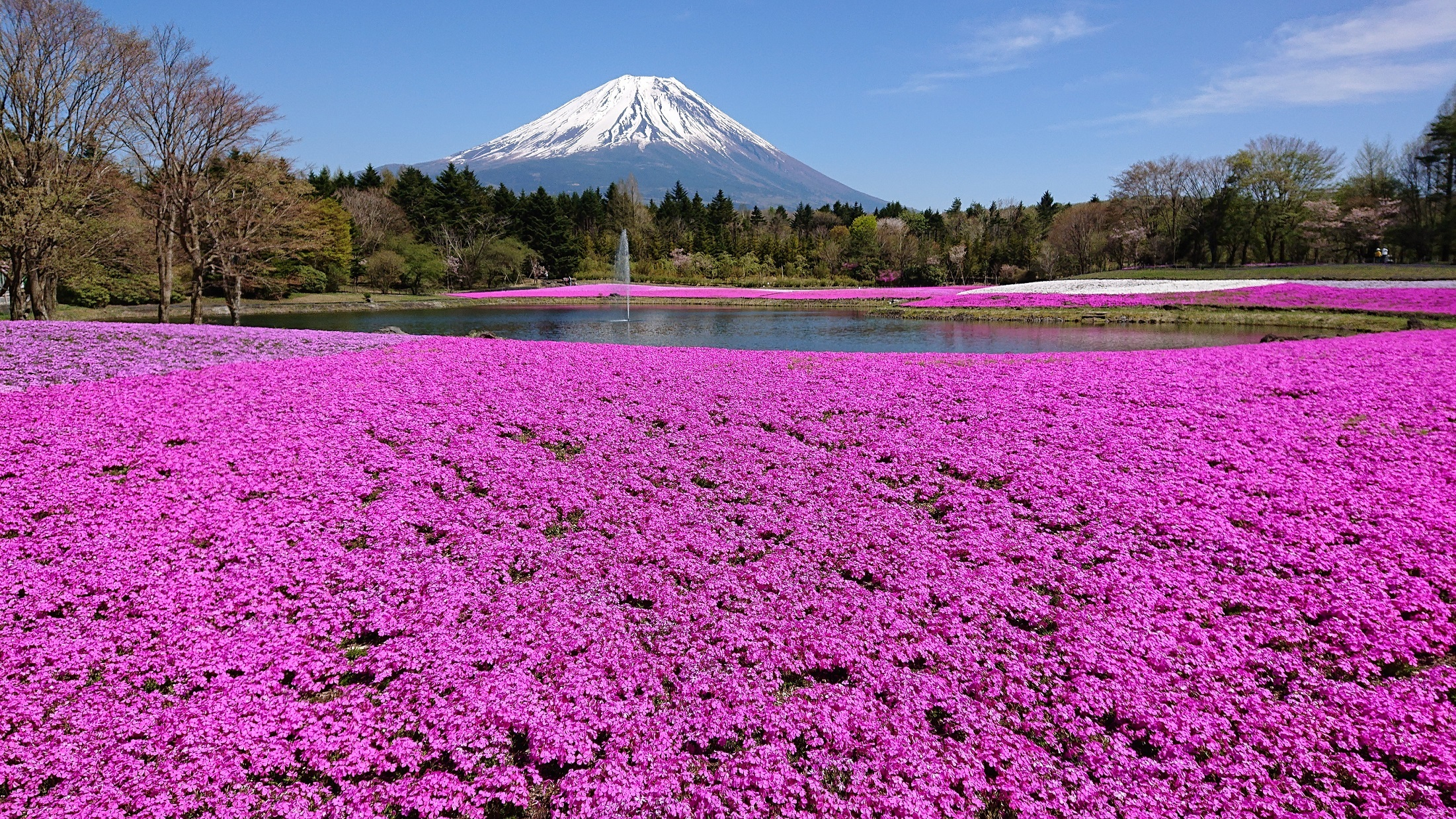 2202x1239 Get an iconic springtime view of Mt Fuji at this shibazakura flower festival