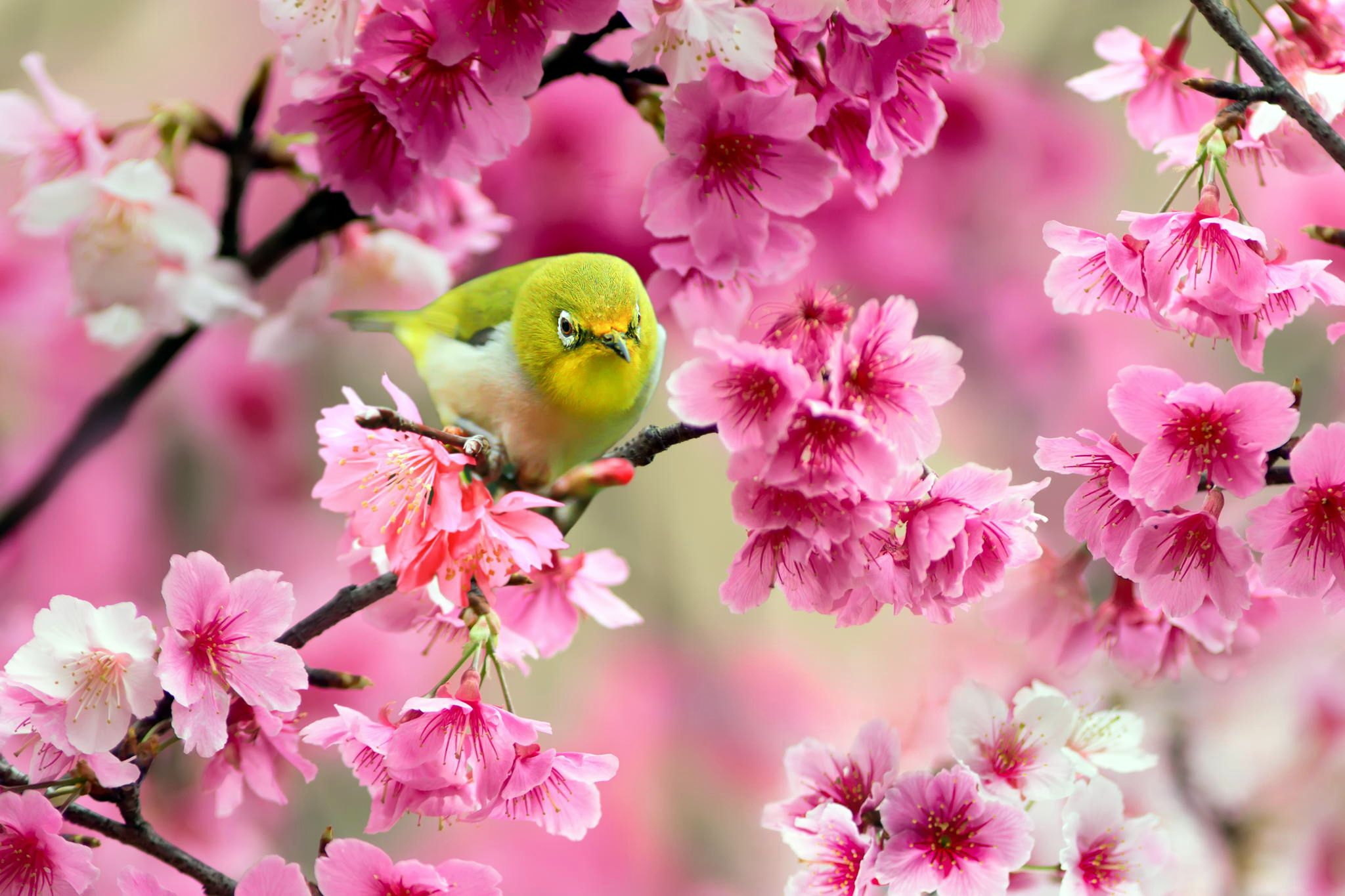 2048x1365 Spring in Japan Wallpapers HD free download | Nature birds, Pretty birds, Beautiful birds